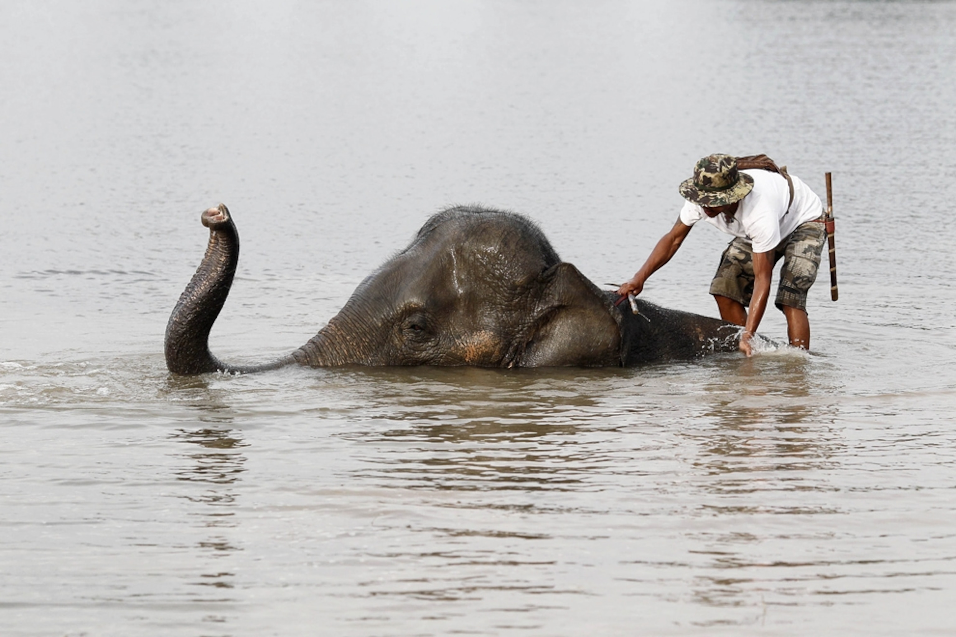 Thailand flood picture: submerged elephant