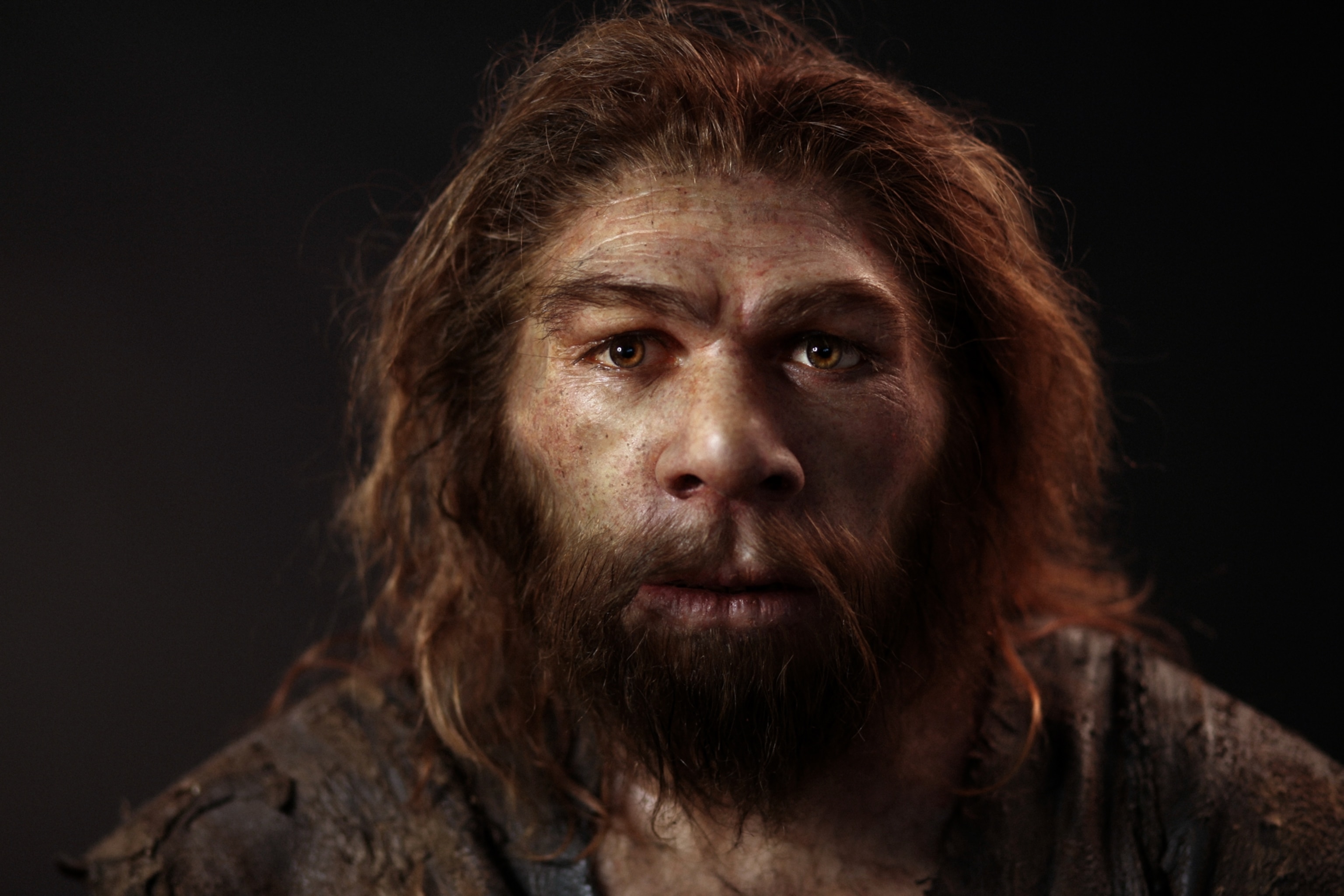 Portrait of a Neanderthal model with a rugged expression. The face has detailed features, including a broad nose and deep-set eyes