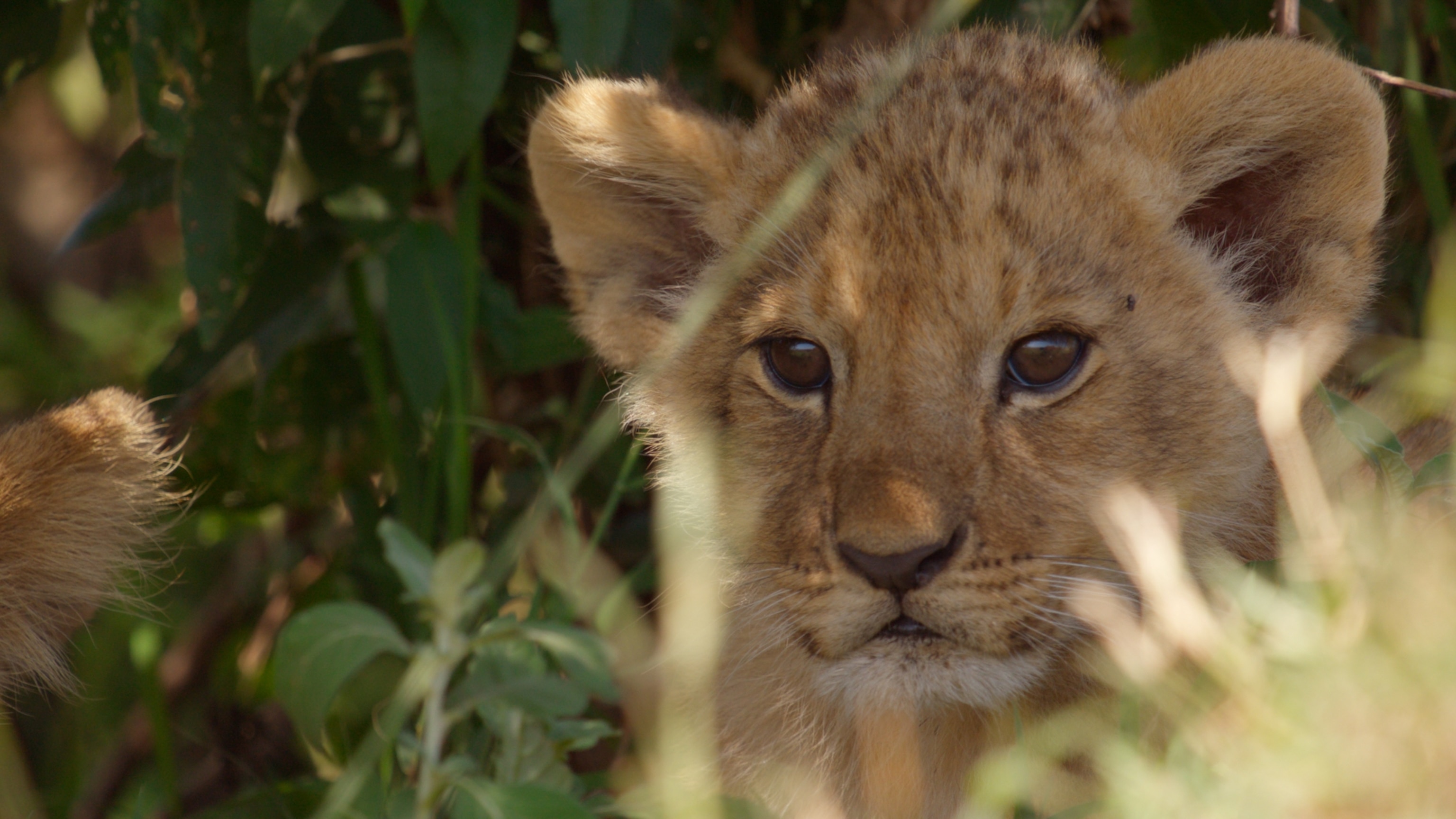 Kio rests under a croton bush, sheltered in the heart of the pride’s territory as he waits for his mother to return.