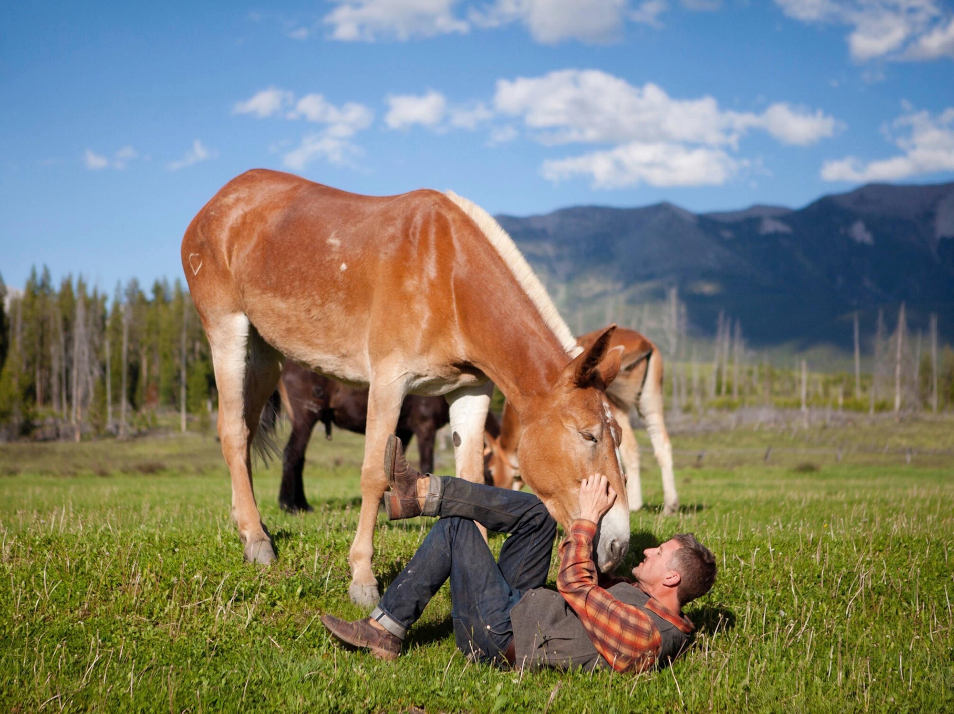 a man lying on grass petting a mule’s face