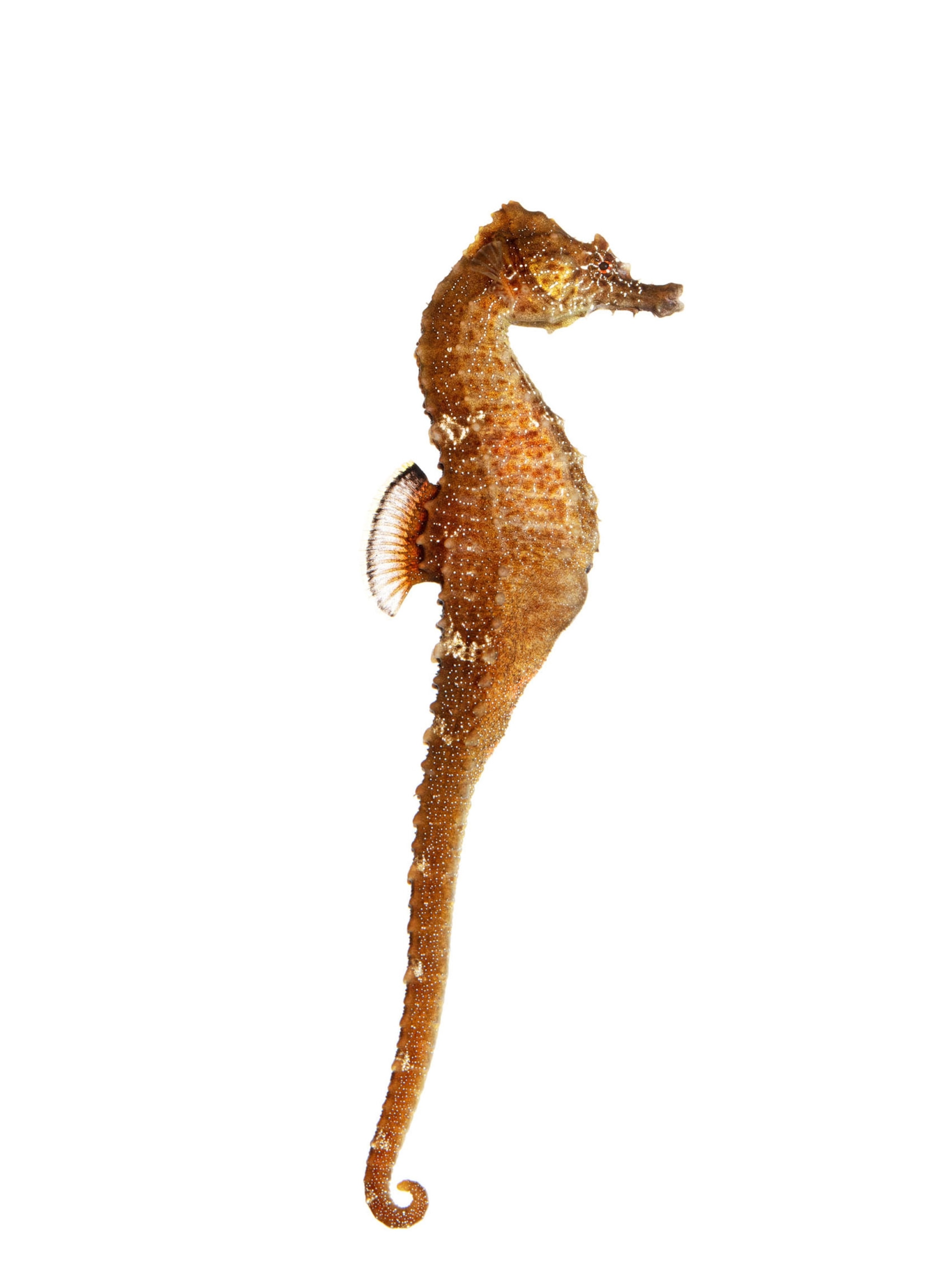 The weird, wondrous world of seahorses (7) The weird, wondrous world of seahorses (7)