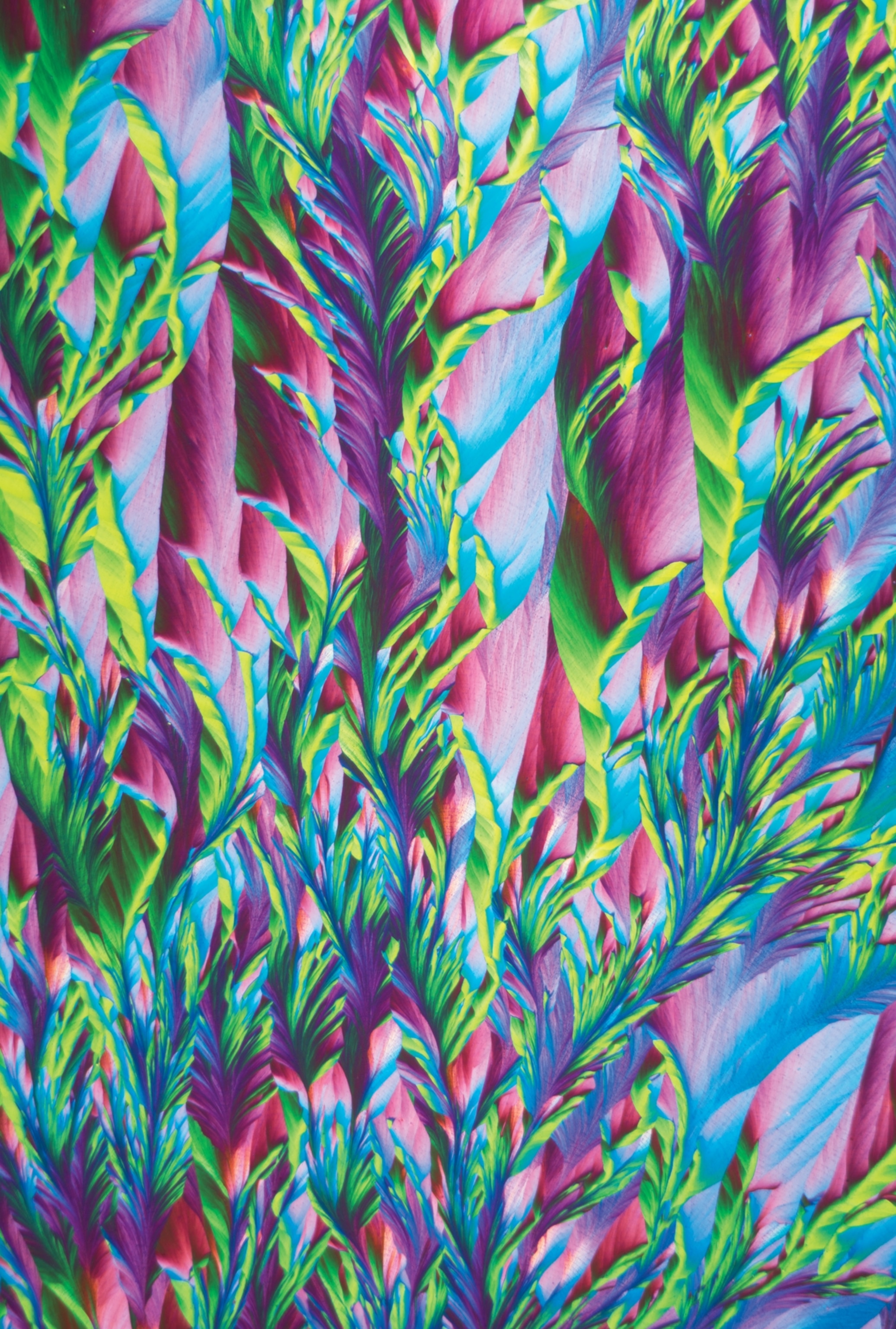 Pink, blue, and green chemicals appear on a polarizing microscope in the shapes of leaves.
