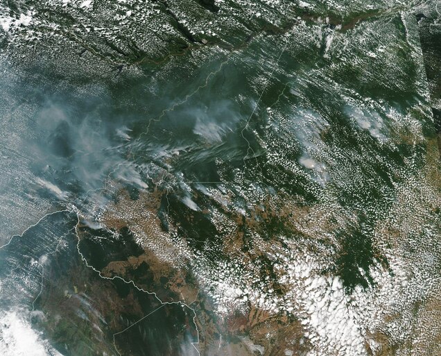 What The Amazon Fires Mean For Wild Animals