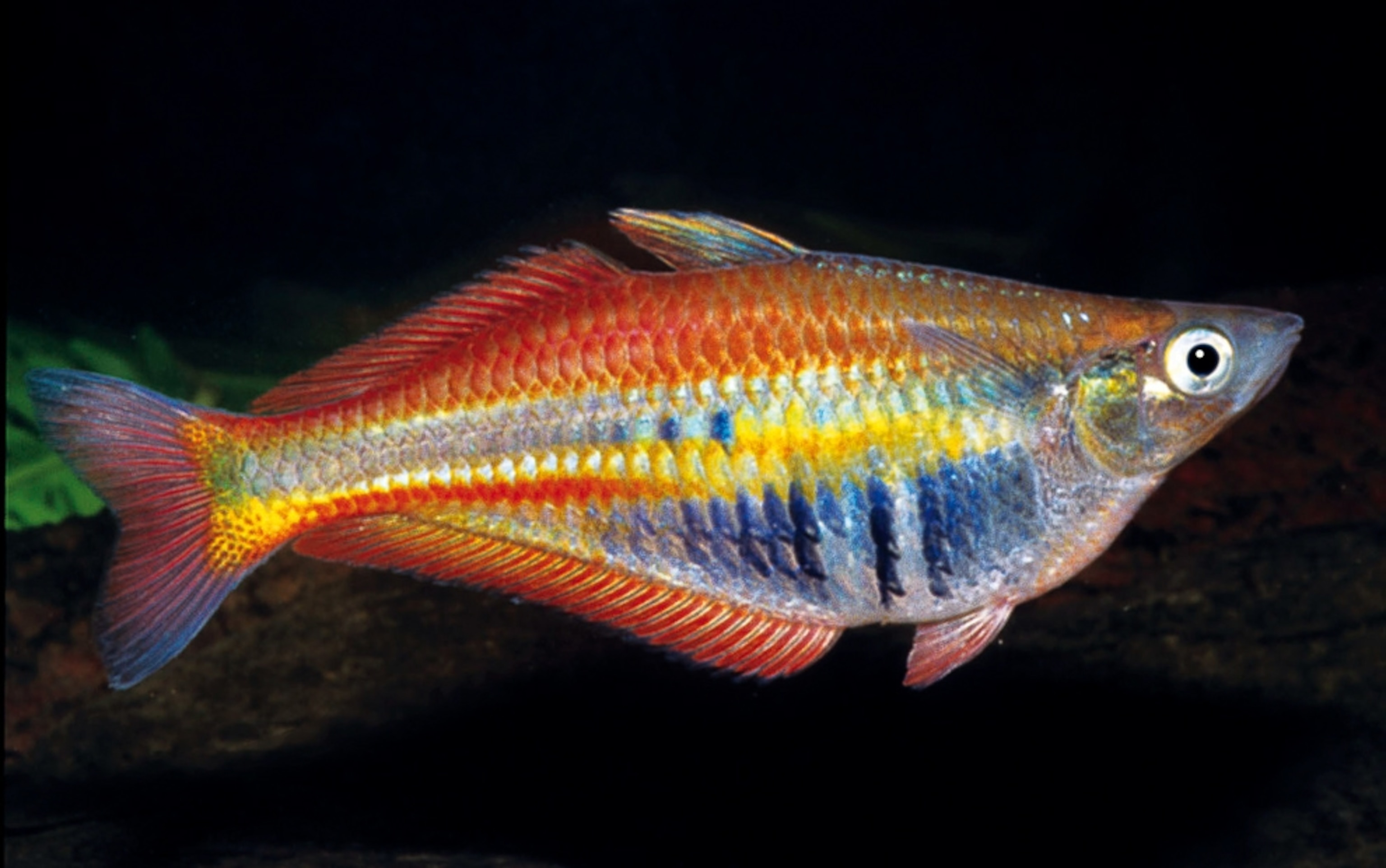 the rainbow fish Chilatherina alleni, one of the new species found between 1998 and 2008 in New Guinea