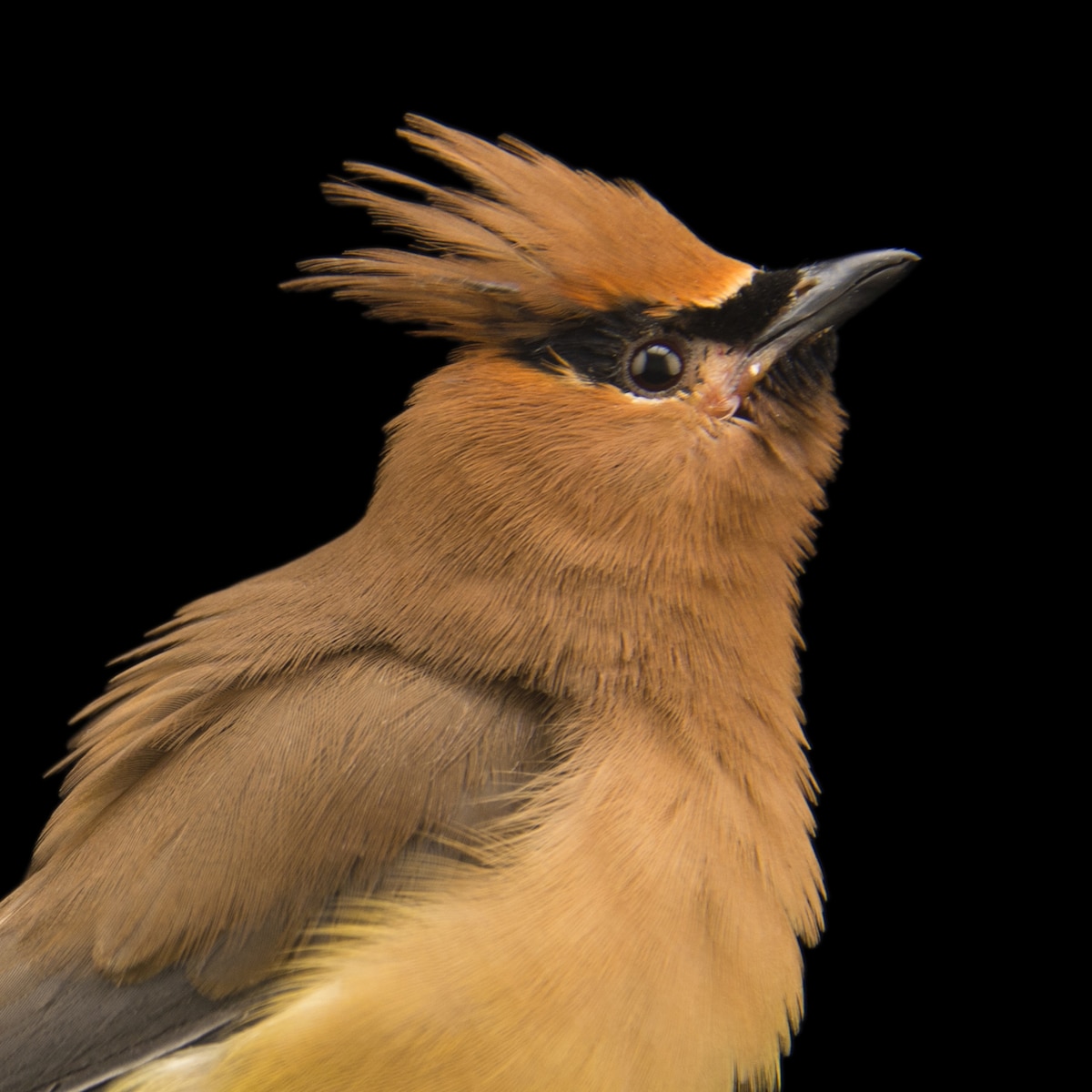 Cedar Waxwing | National Geographic
