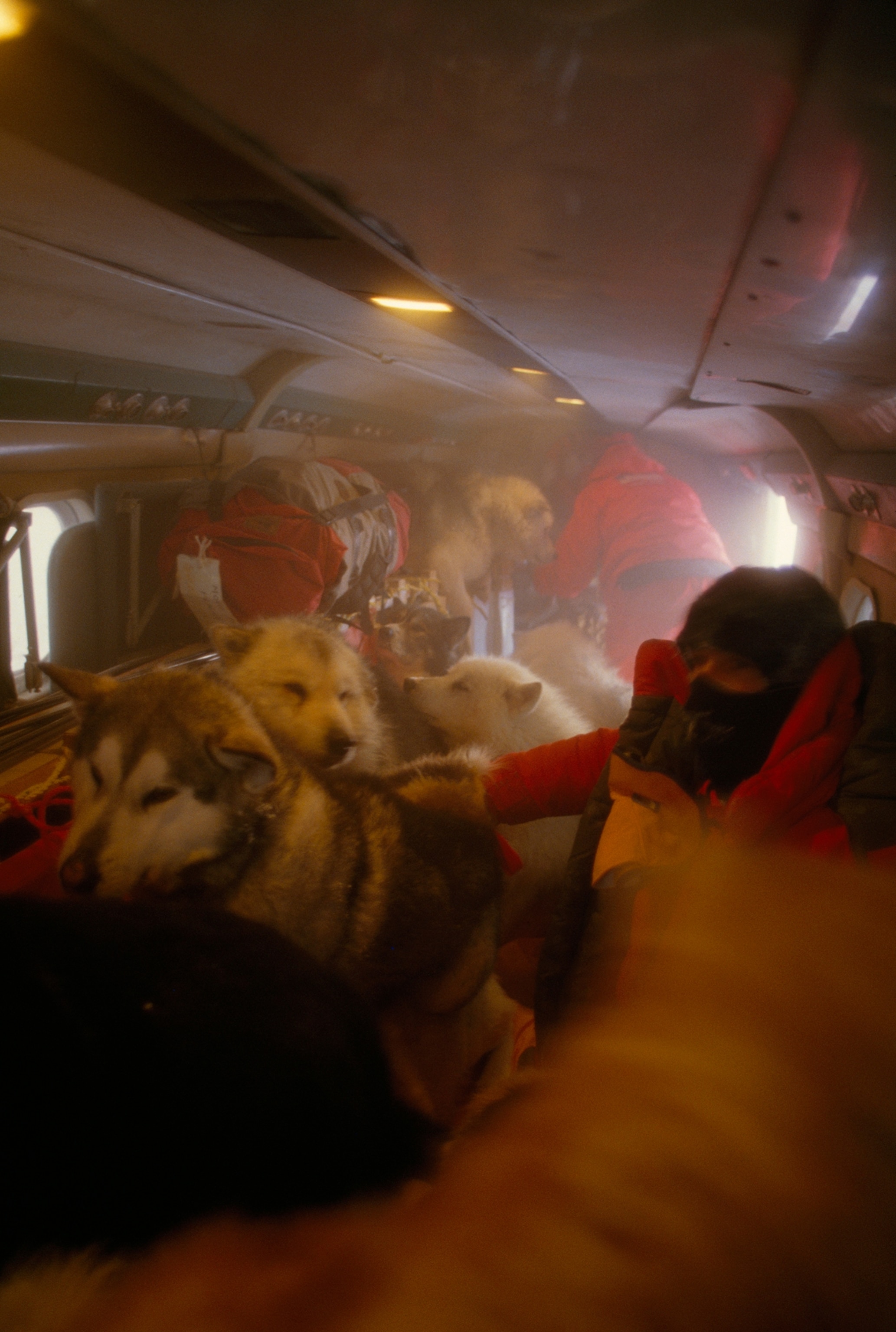 Sled dogs, gear and expedition members fly to the Arctic.