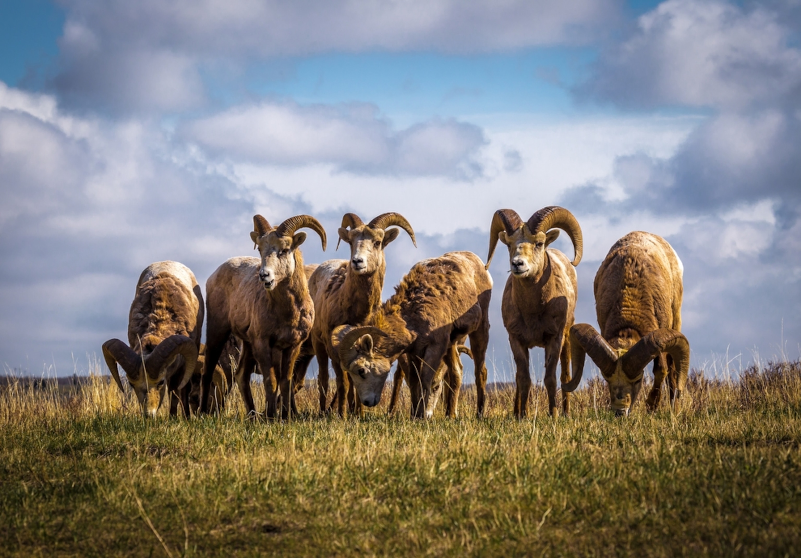 mountain sheep in Waterton Lakes National Park in Canada