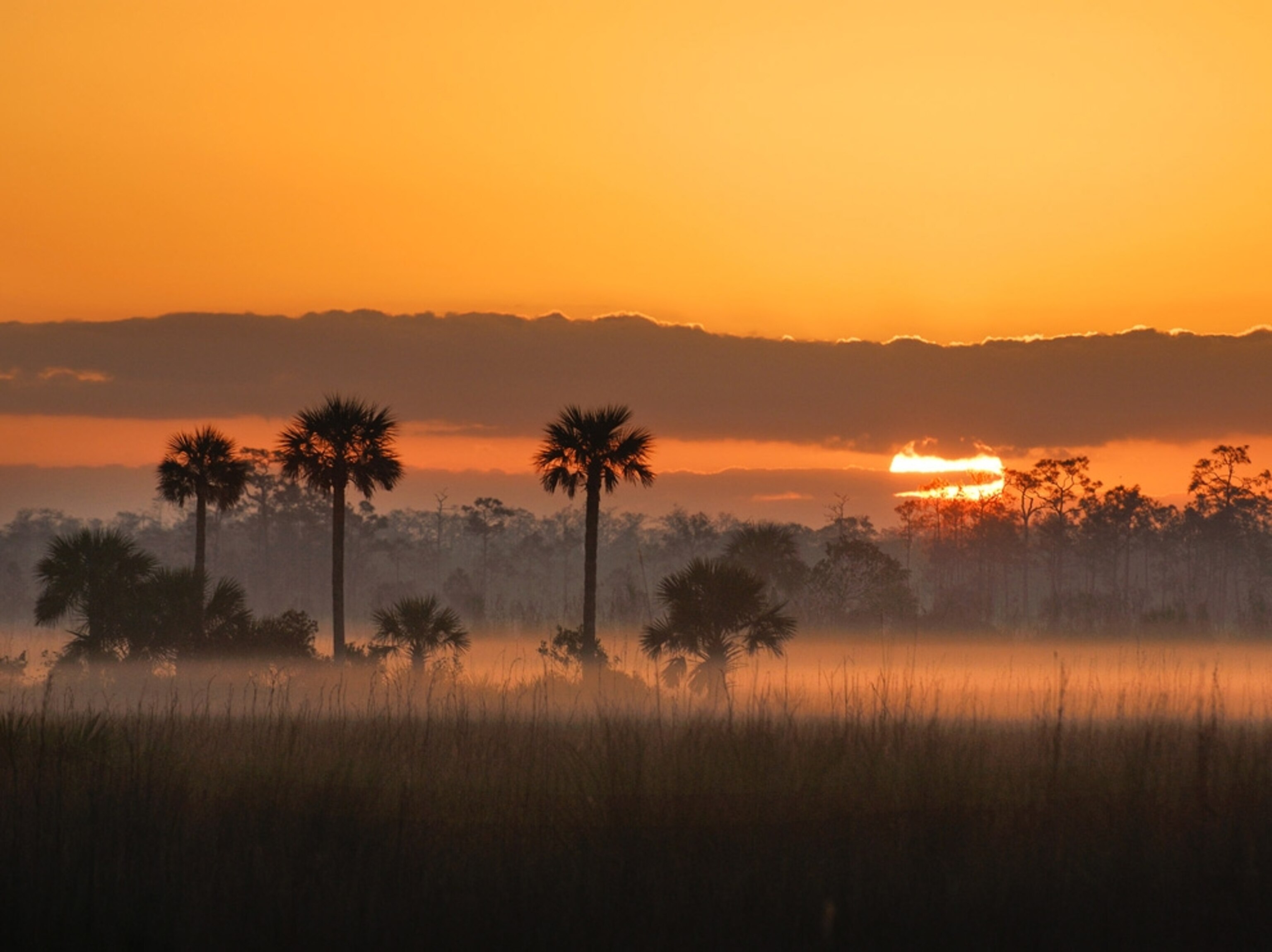 sunrise at Big Cypress National Preserve, Florida