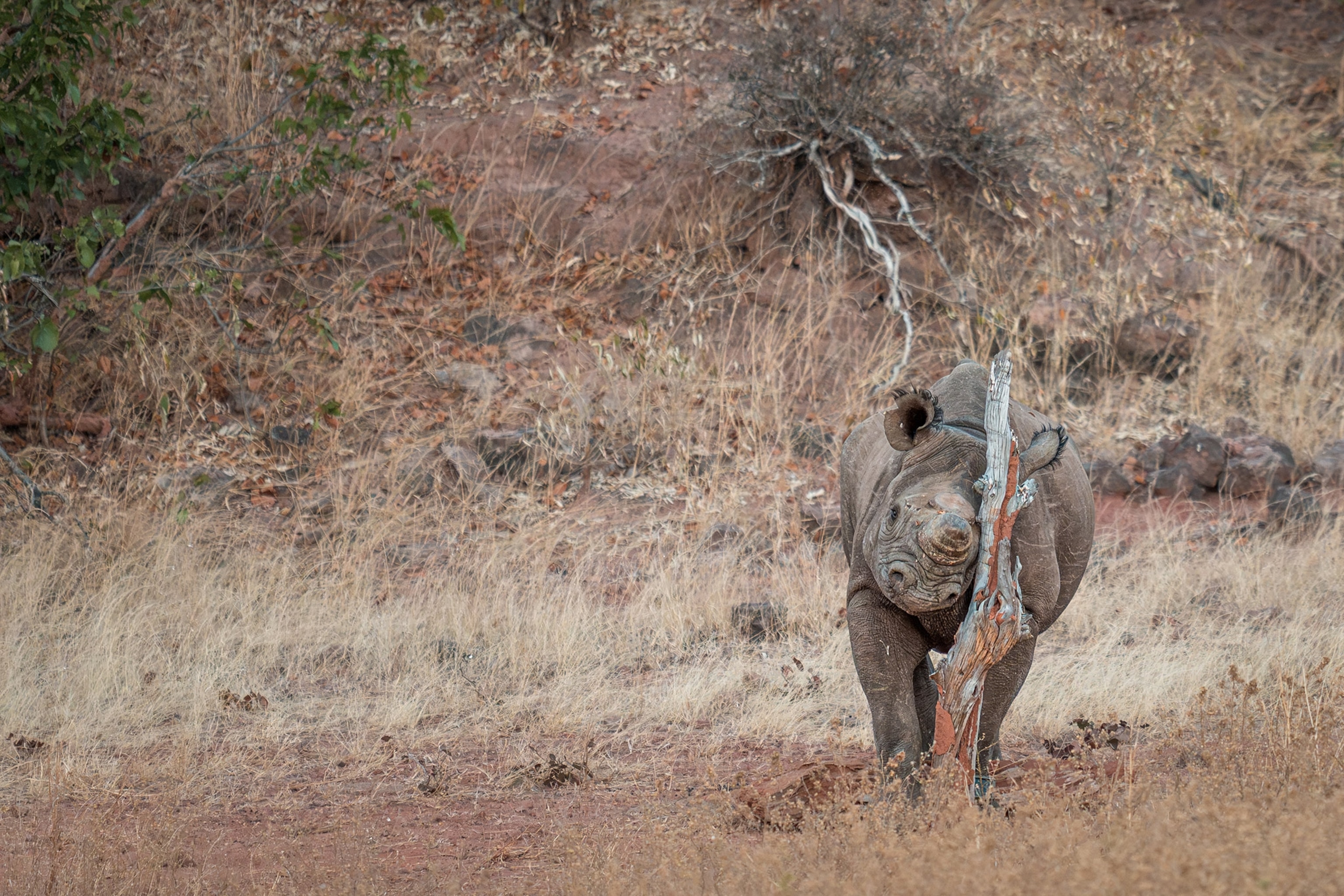 frontal view of black rhino rubbing the face against a dead tree for scratching