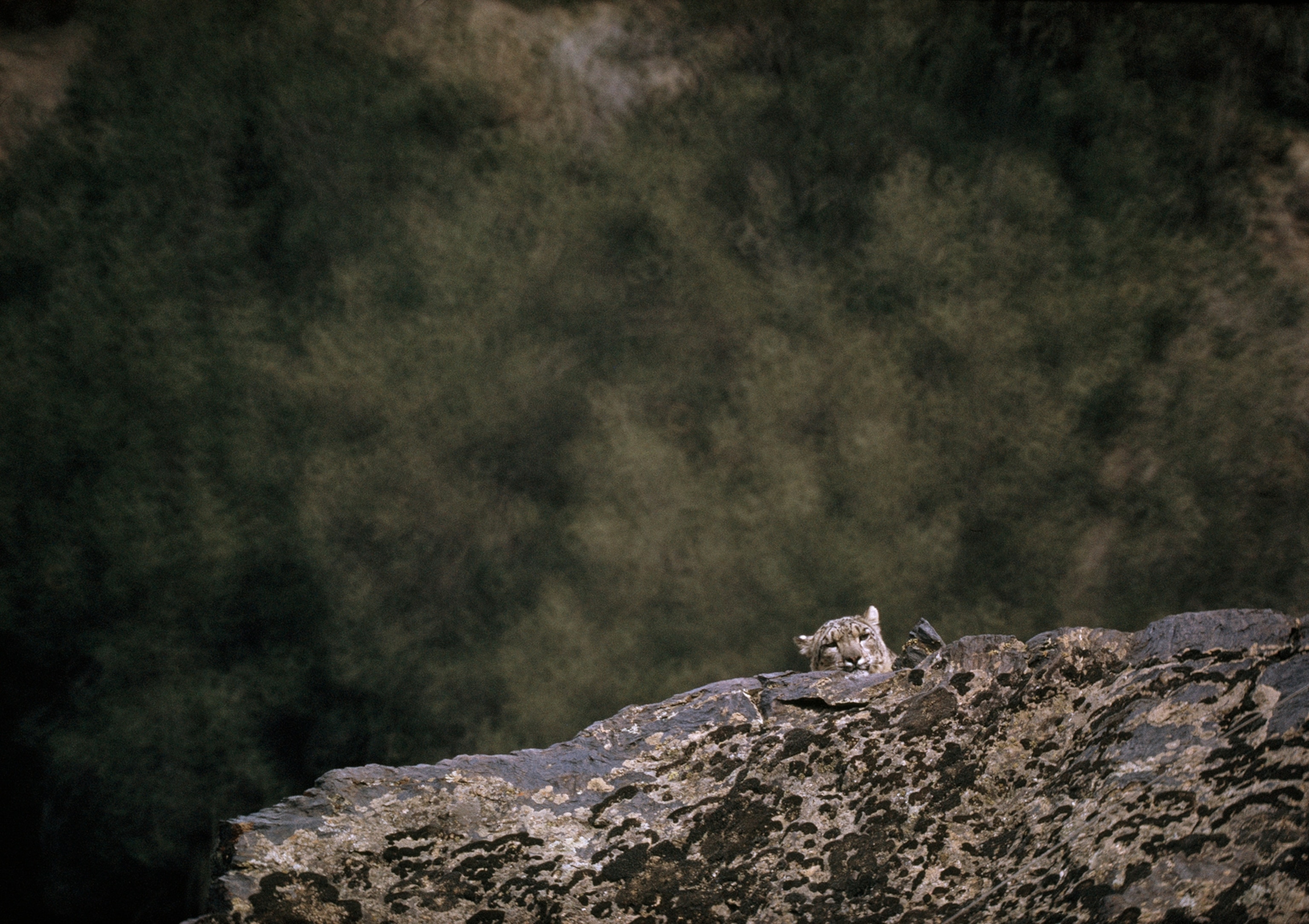 Head of snow leopard rises behind rocky parapet.