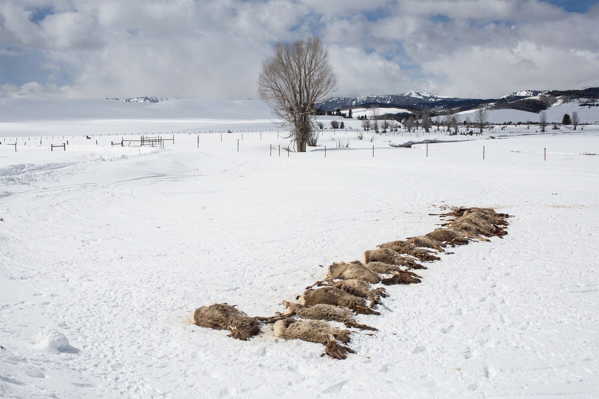 Wolf Pack Slaughters 19 Elk In Rare Surplus Killing