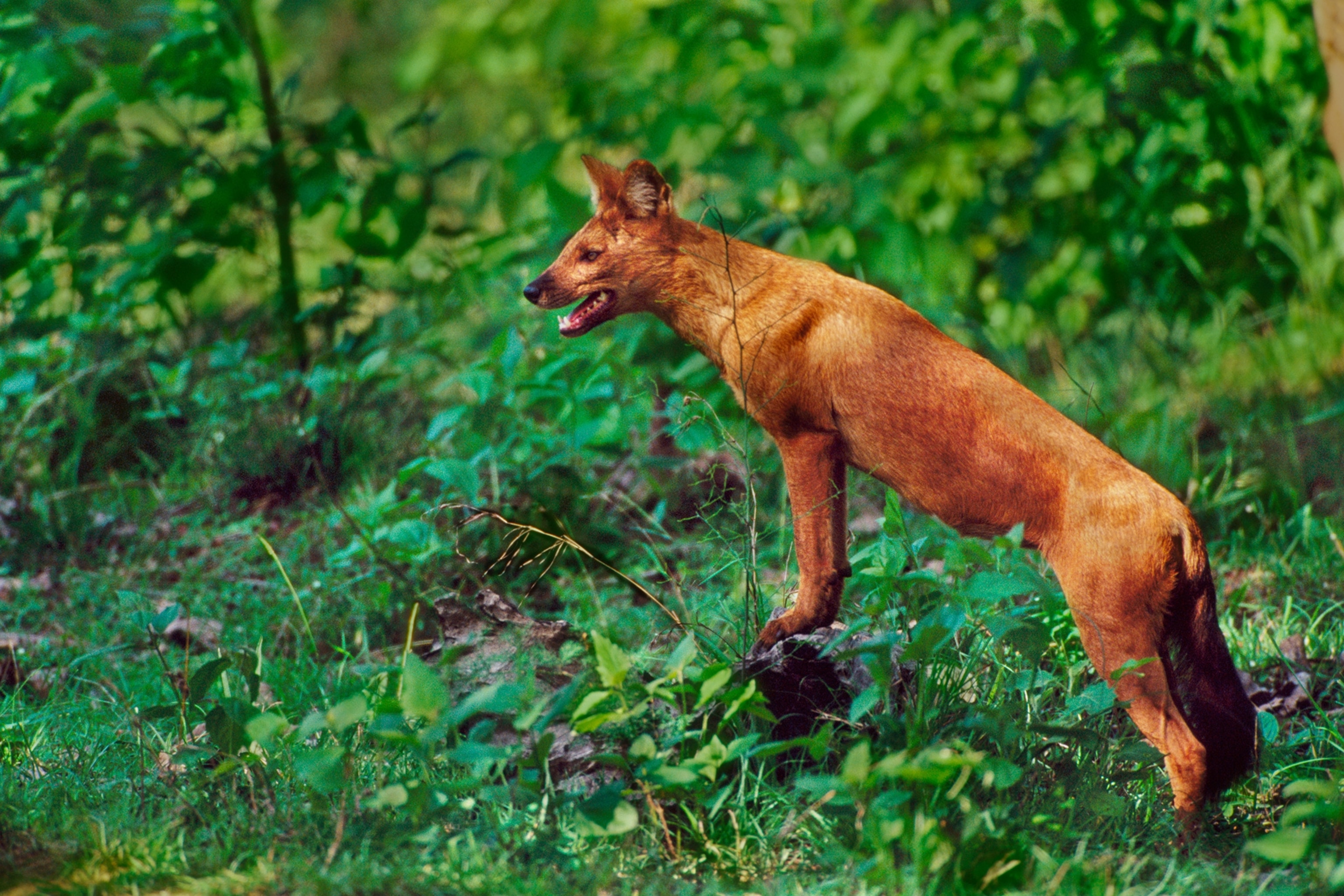 dhole