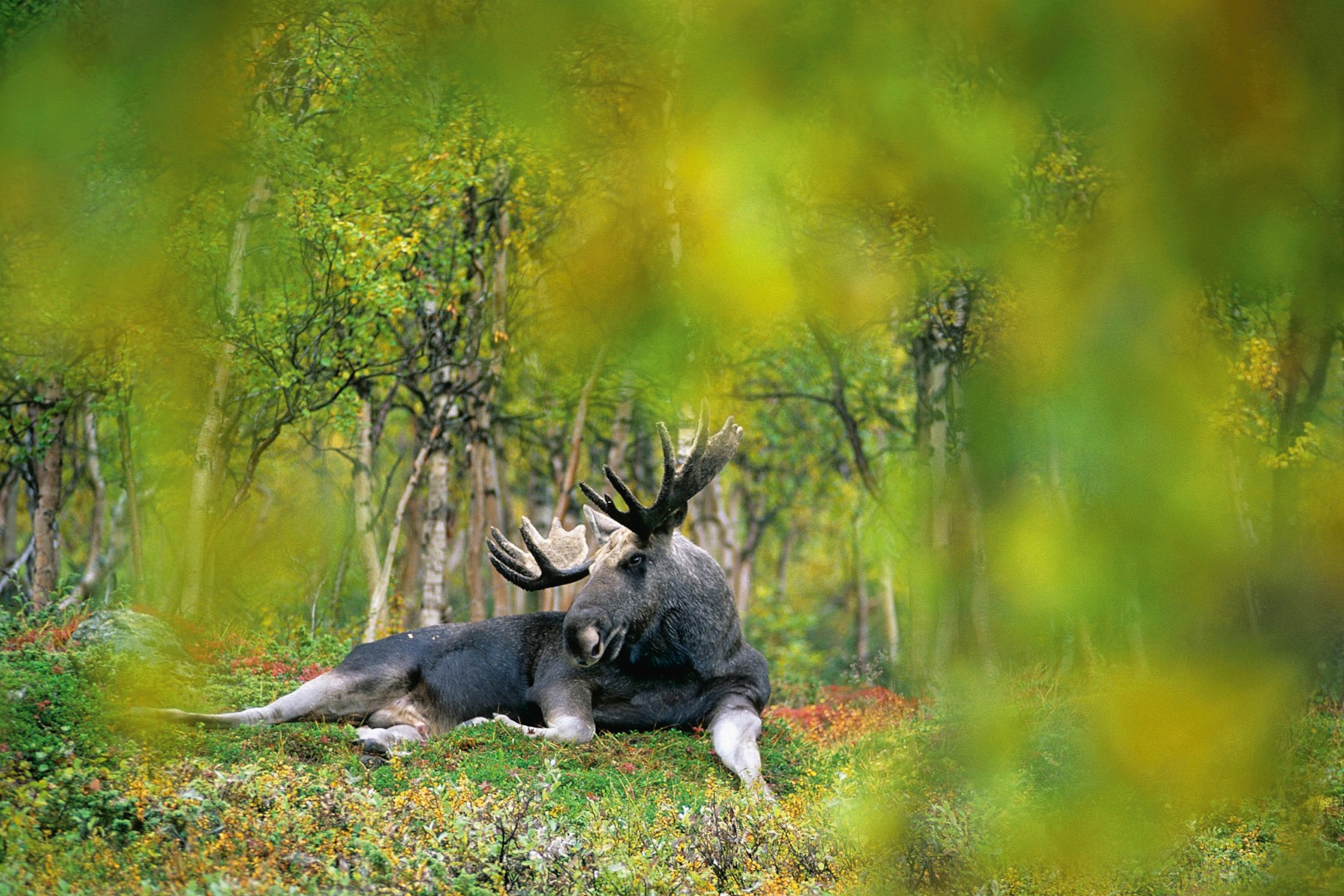 a moose in Laponia Area World Heritage site