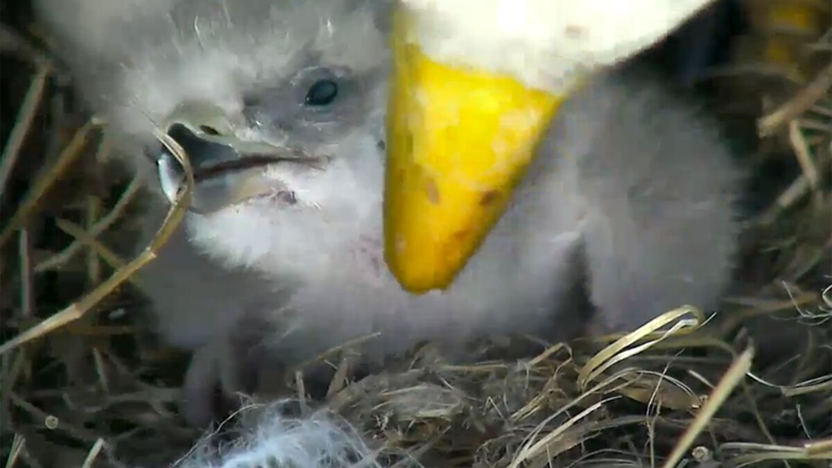 Meet the Operator of the Bald Eagle Live Cam