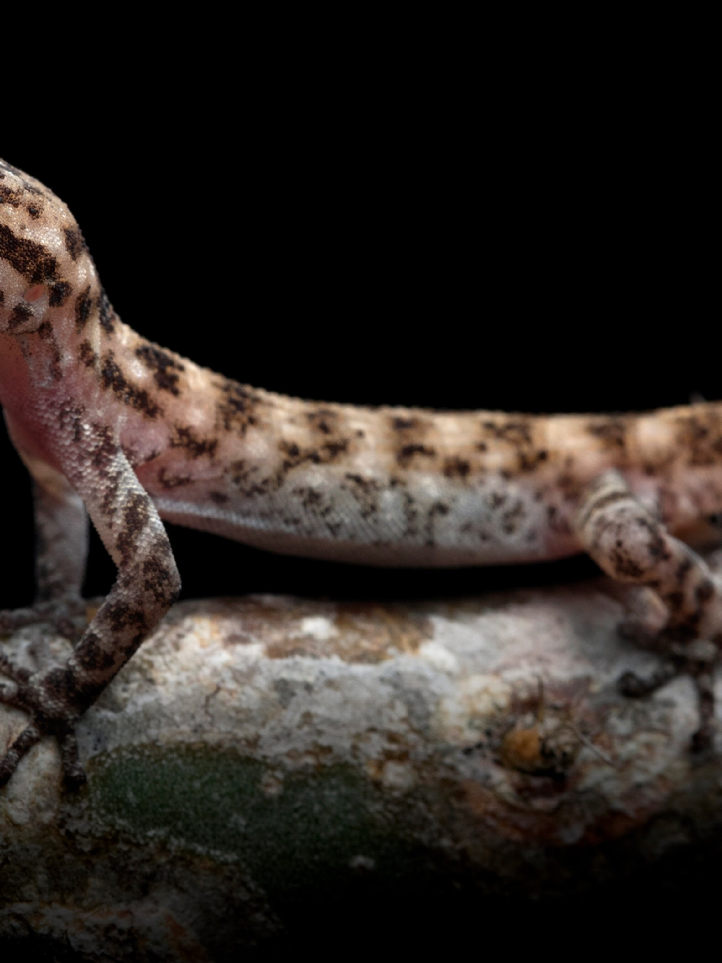 New Leaf Toed Geckos Found Living On Remote Volcano New Leaf Toed Geckos Found Living On Remote Volcano