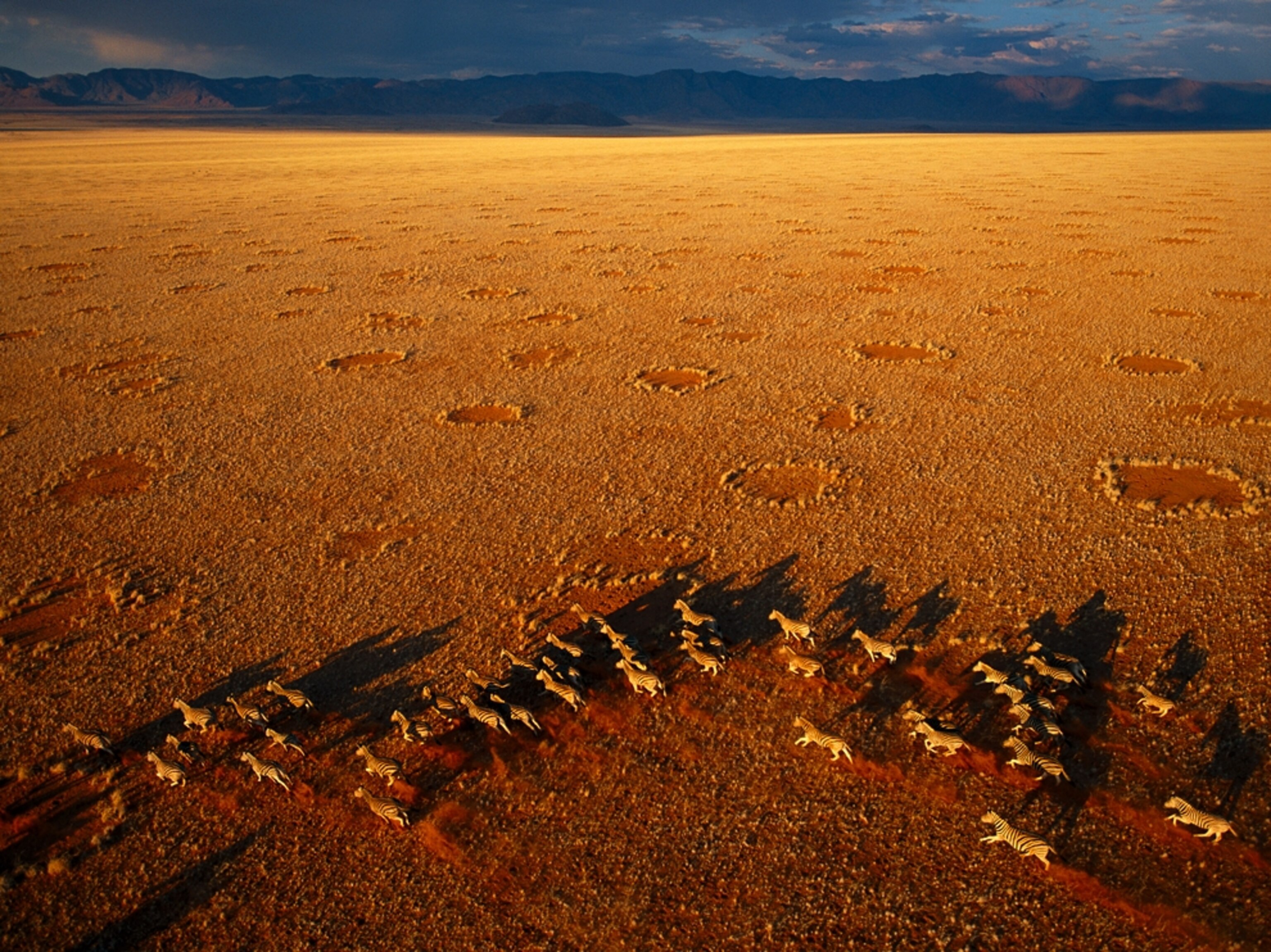 A zebra herd seen from above in Namibia