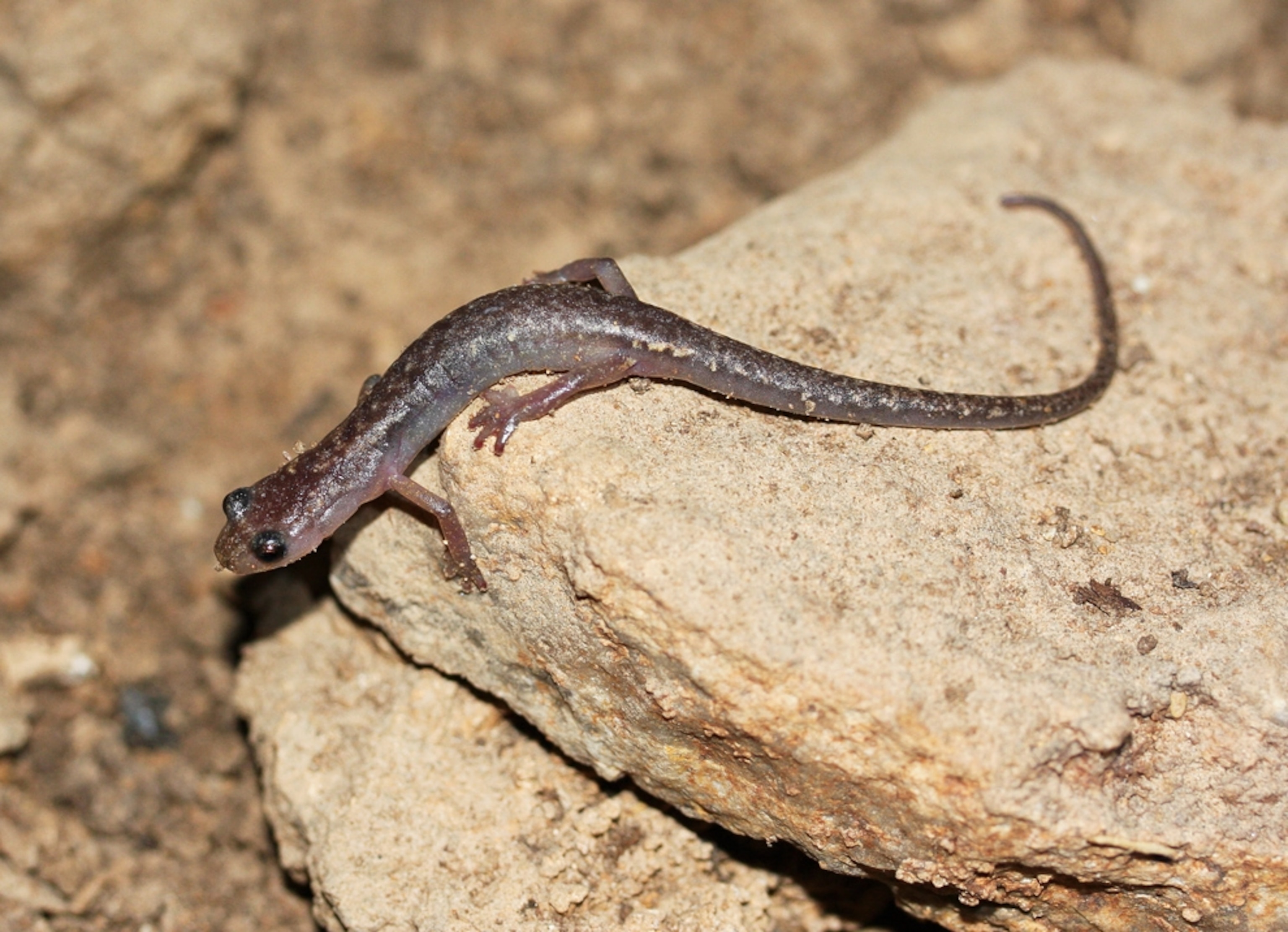 A picture of the ''extinct'' or ''lost'' Chiropterotriton mosaueri salamander species found hiding in a cave in Mexico