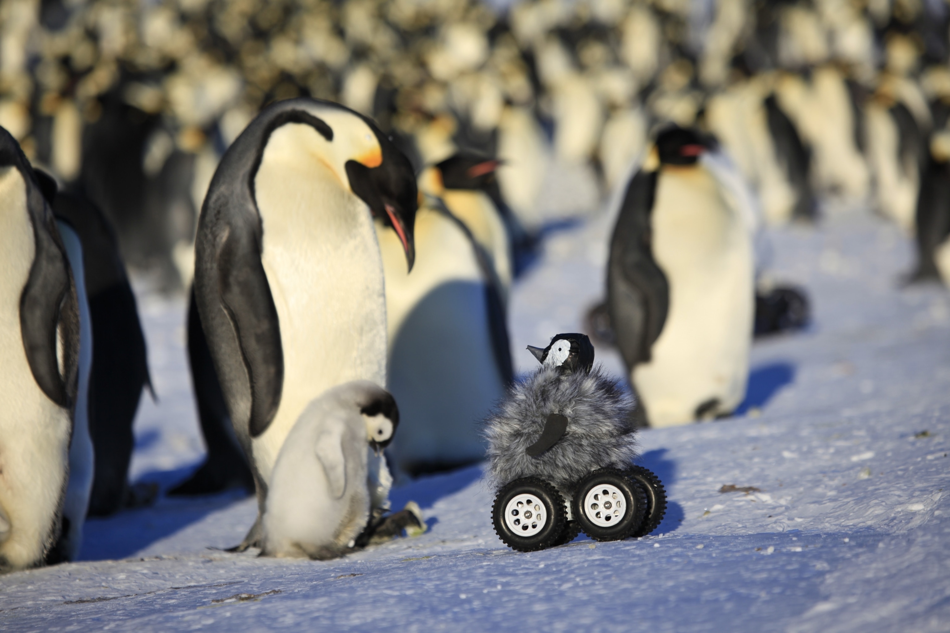 emperor penguin with its chick being approached by a rover camouflaged with a fake chick.