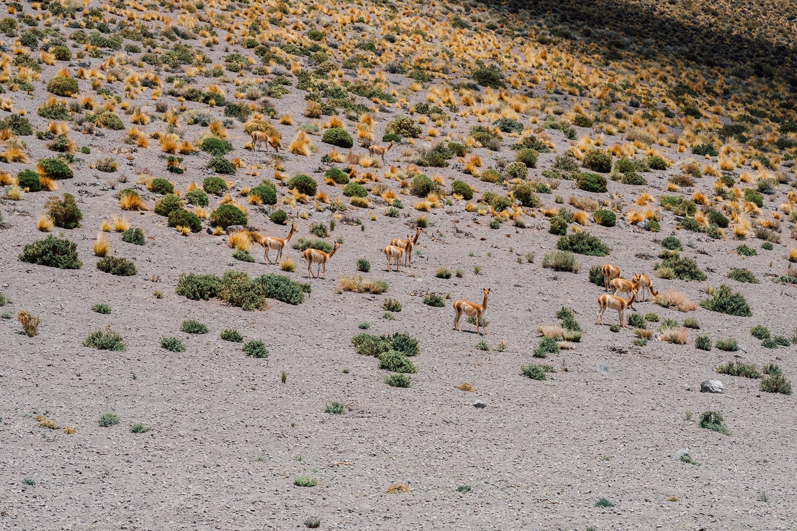 llamas grazing in Bolivia