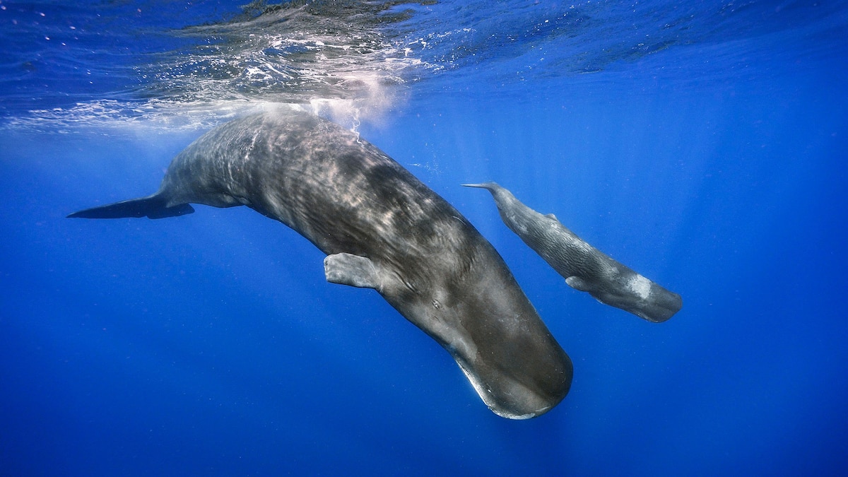 Extremely rare sperm whale birth caught on camera