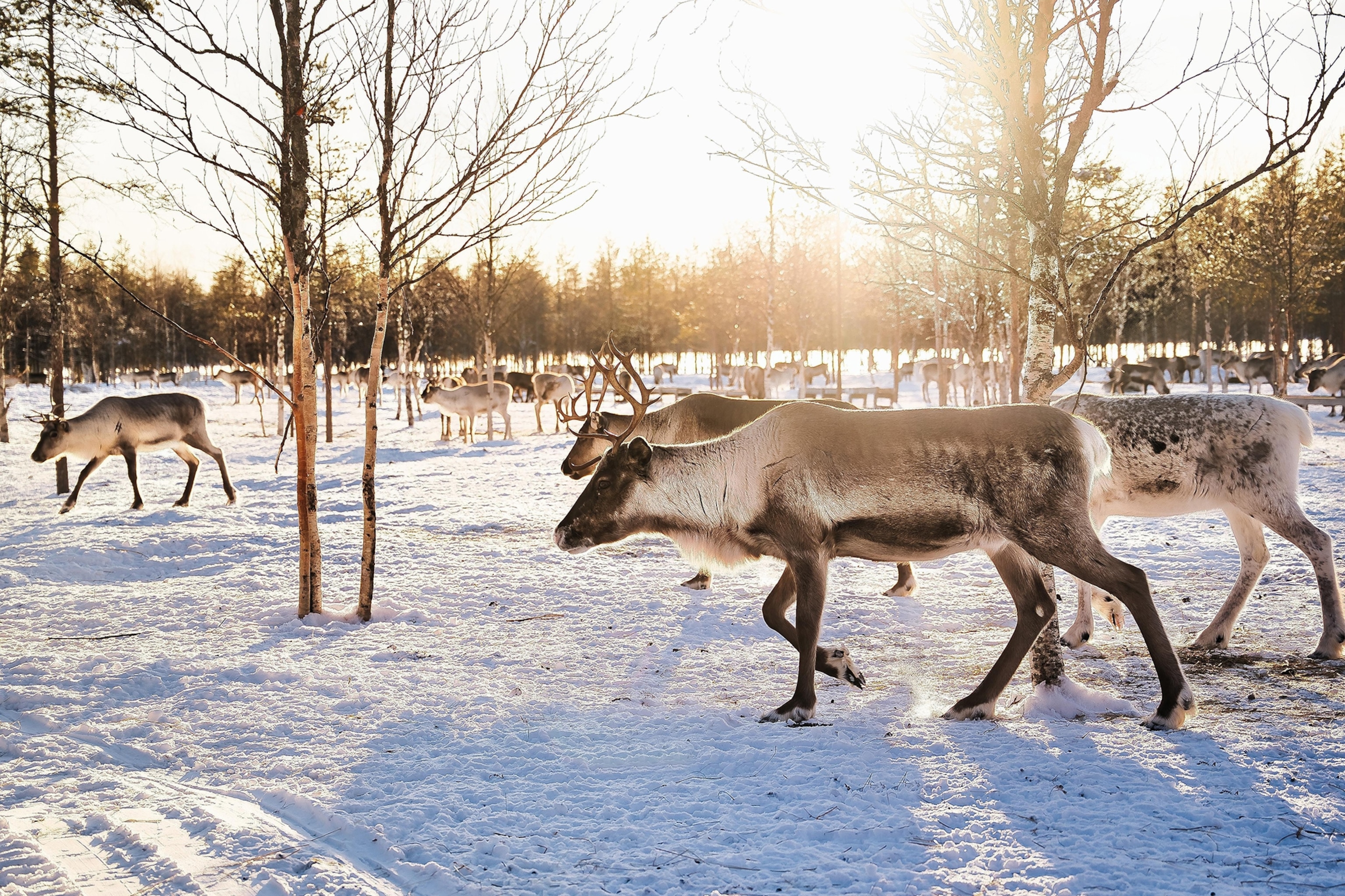 reindeer in finland winter landscape
