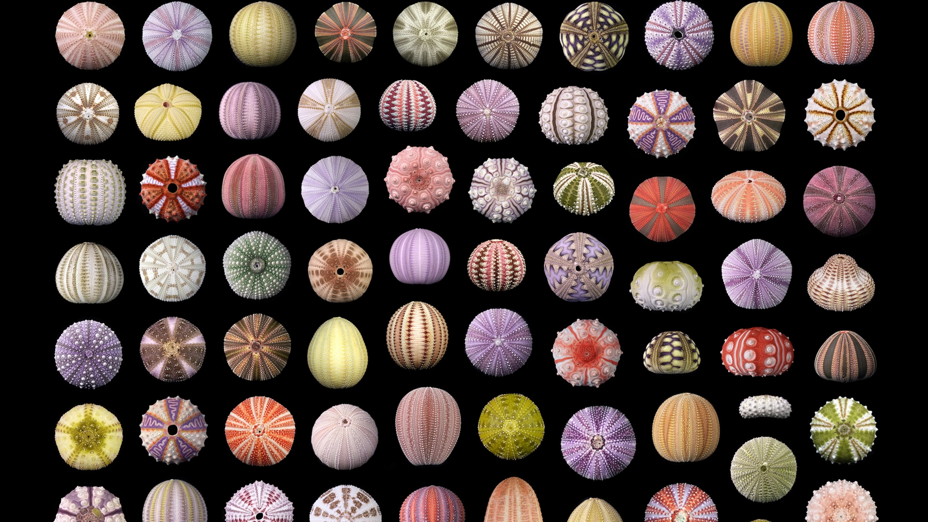 What creatures make these rare ocean gemstones?