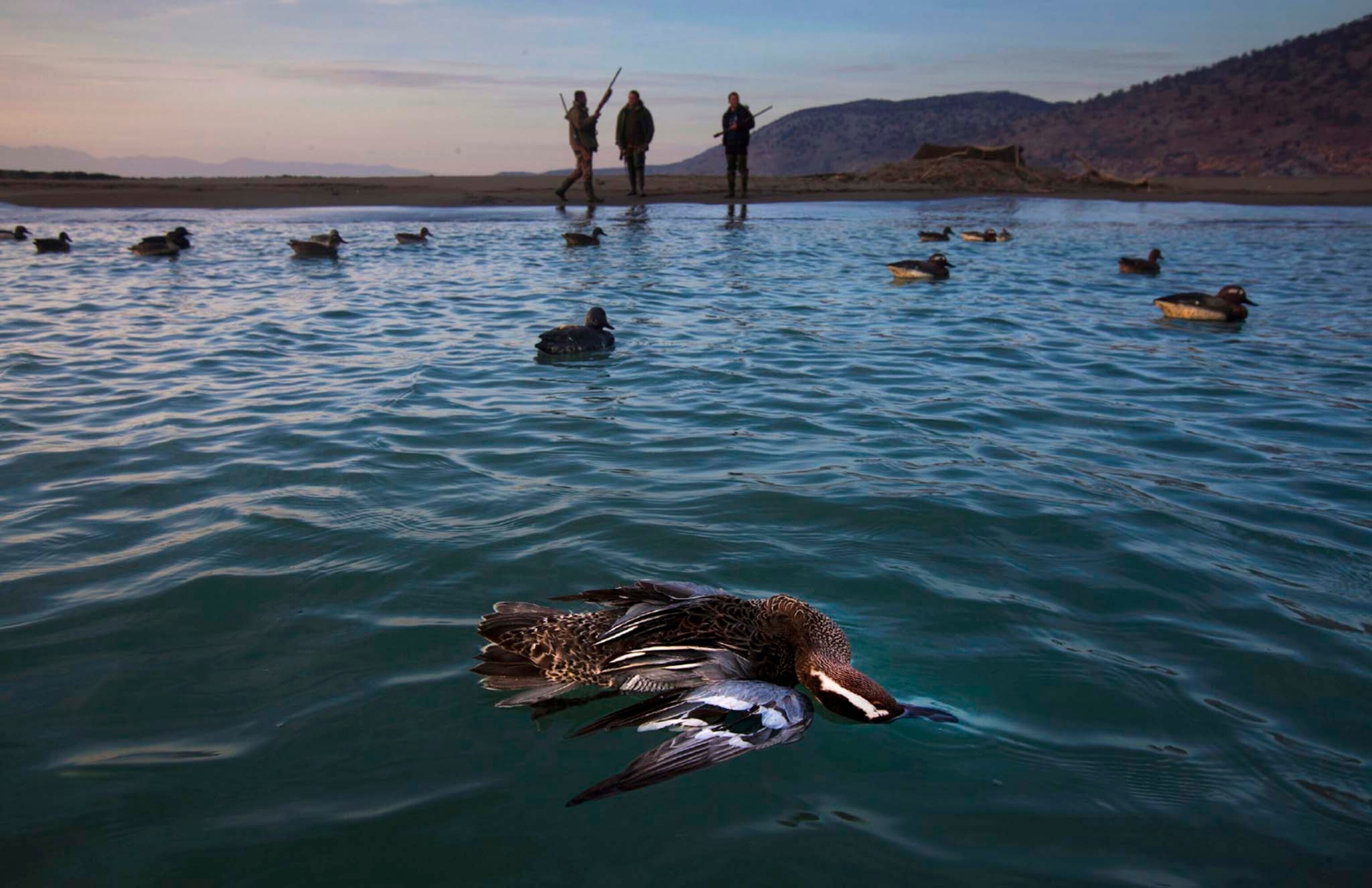 Dead ducks that were killed by Albanian hunters float in the sea near Velipoje, Albania.
