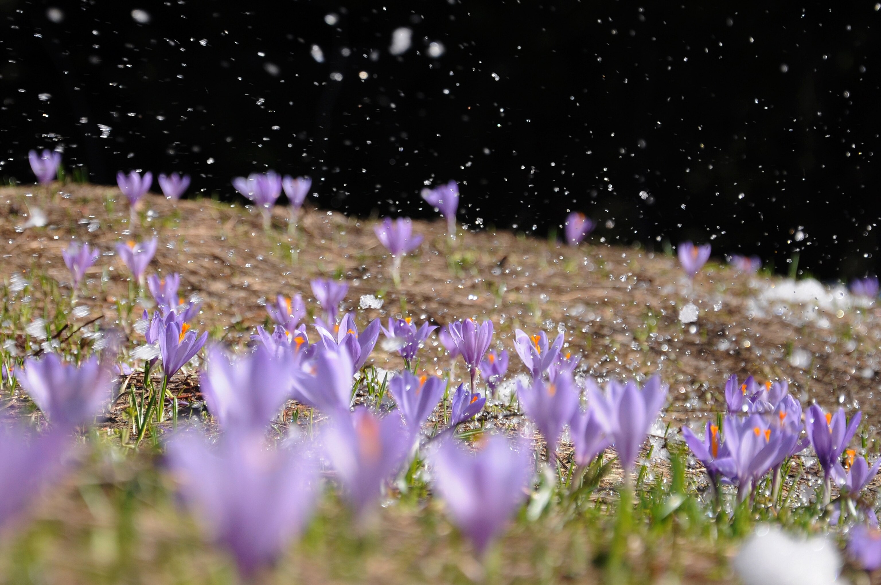 Flower picture: Sarajevo saffron crocus in one of the best pictures of May 2012