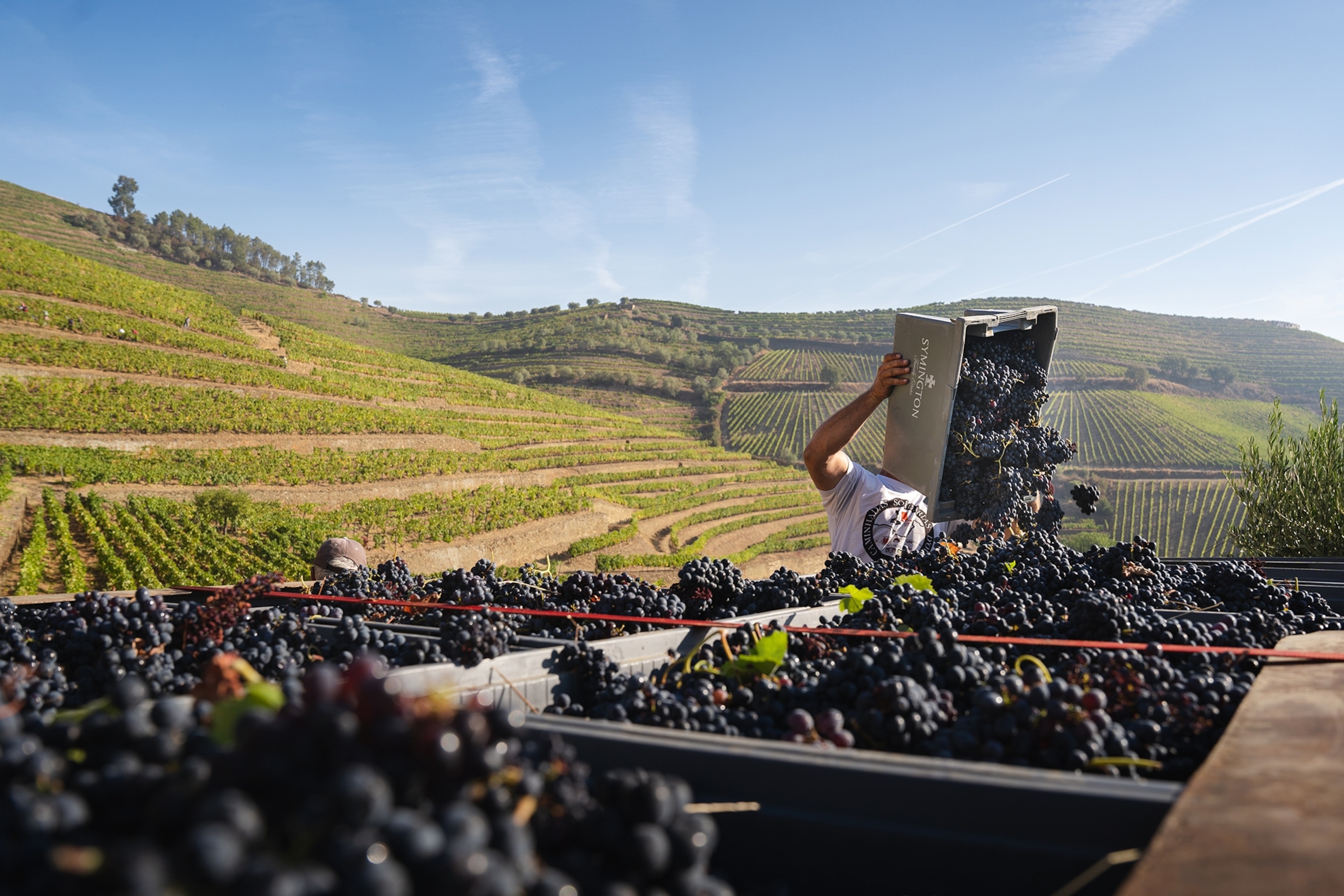 A farm worker unloading grapes onto a truck with hilly vineyards in the background.