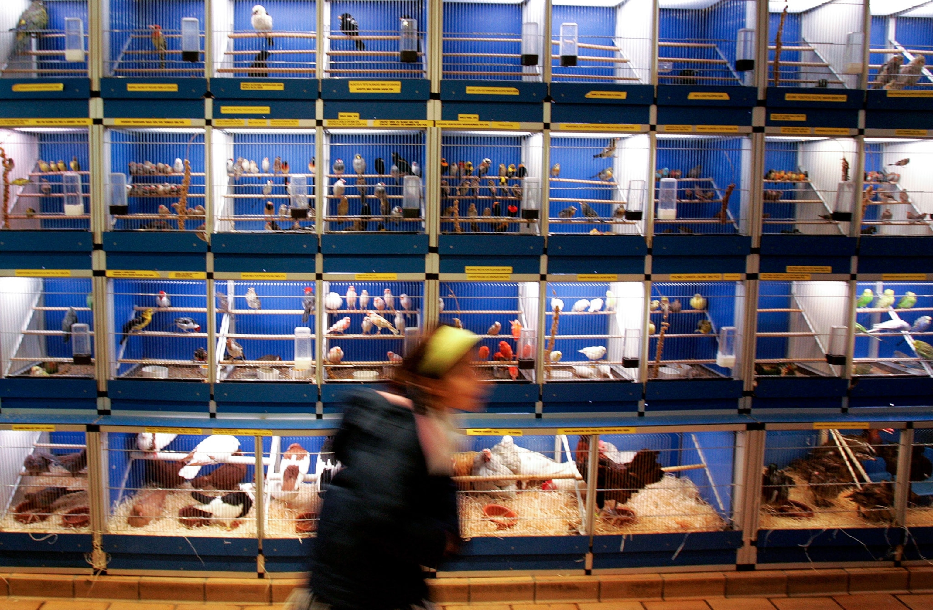 a child in a pet store in Paris, France