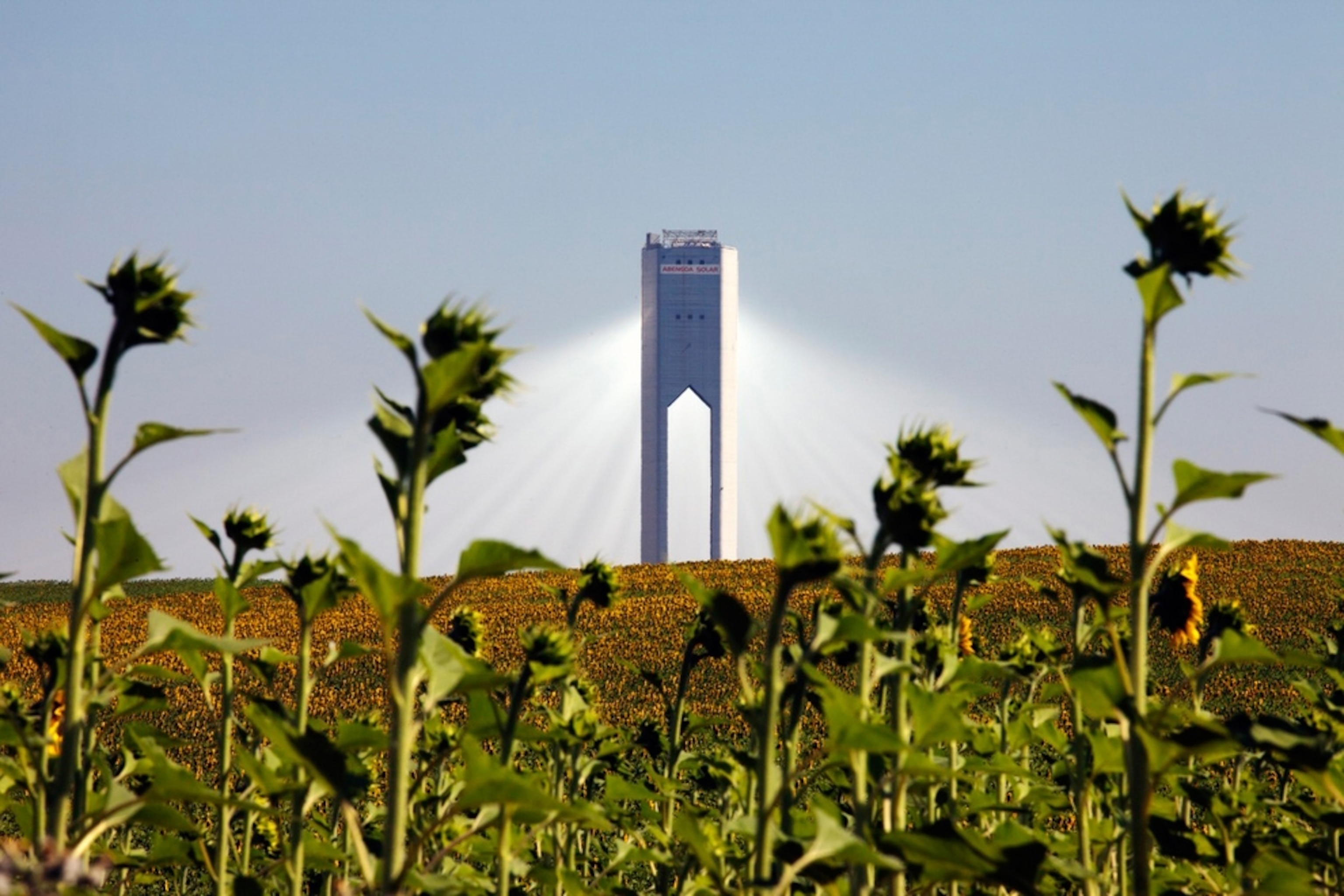 PS20, a 20-megawatt solar power tower near Seville, Spain, viewed through flower stems