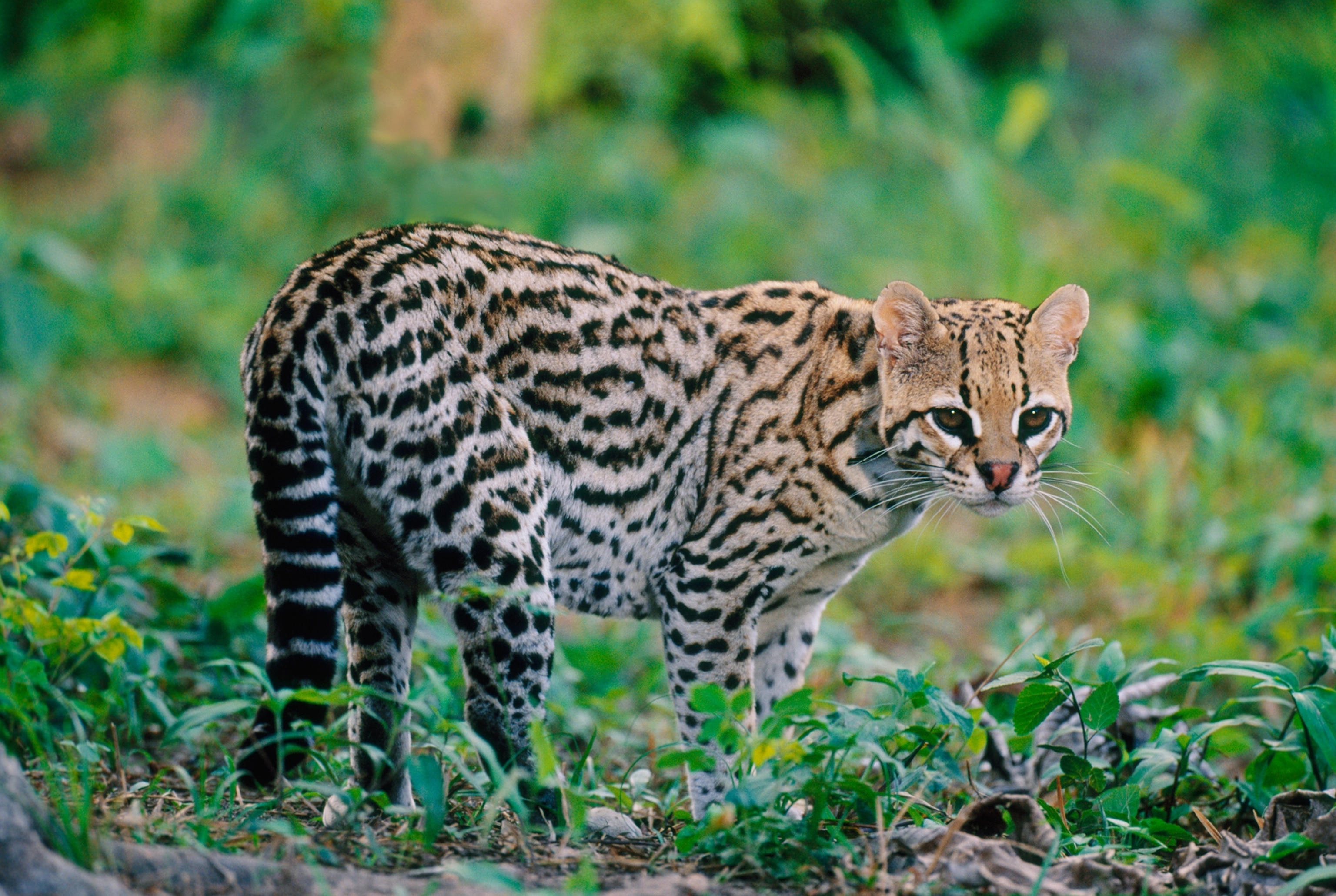 an ocelot taken in Pantanal, Brazil