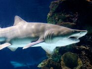 Are Sand Tiger Sharks Endangered At Melba Carey Blog
