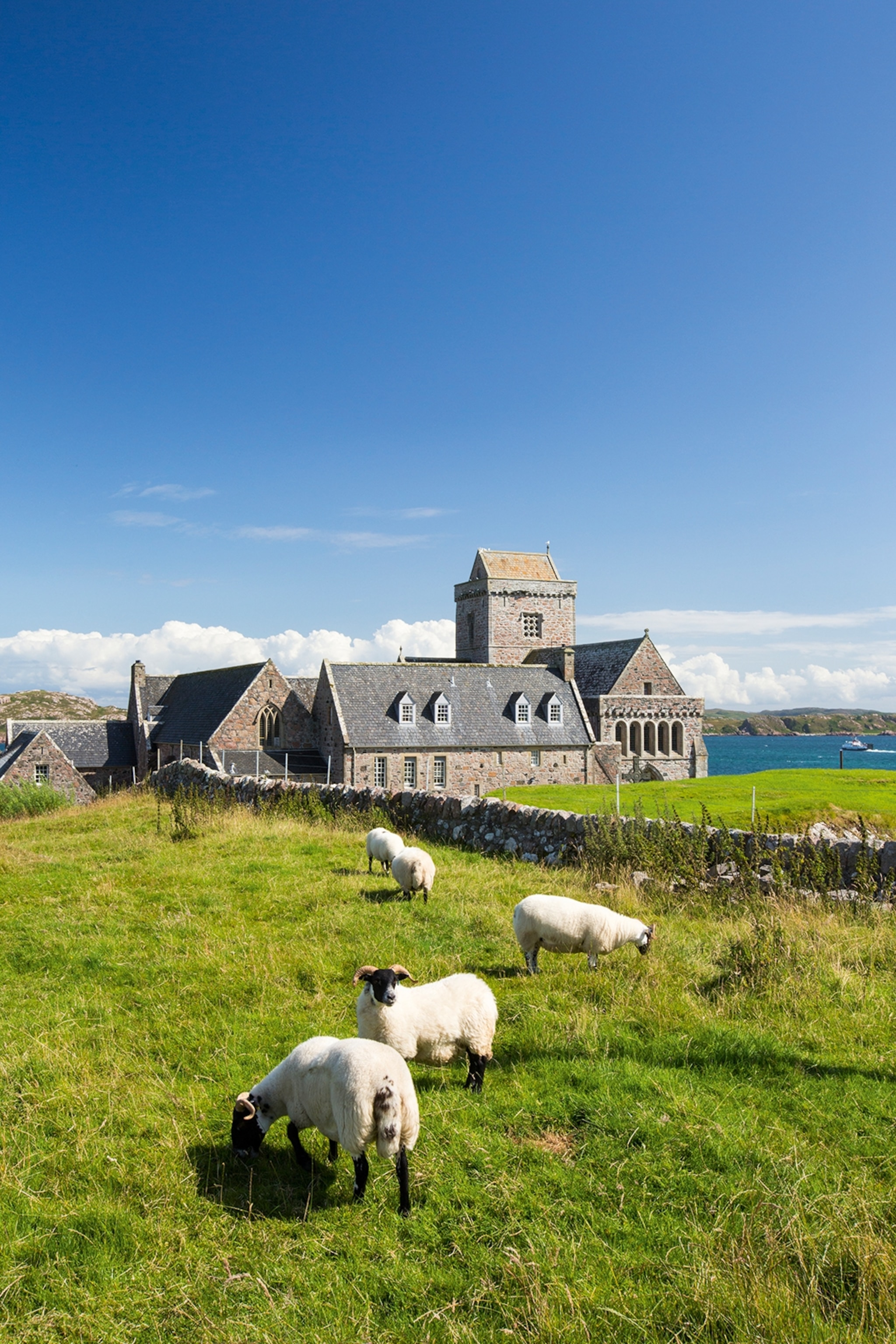 A Scottish countryside scene with a herd of sheep grazing on sectioned off land with a stone mansion in the background.