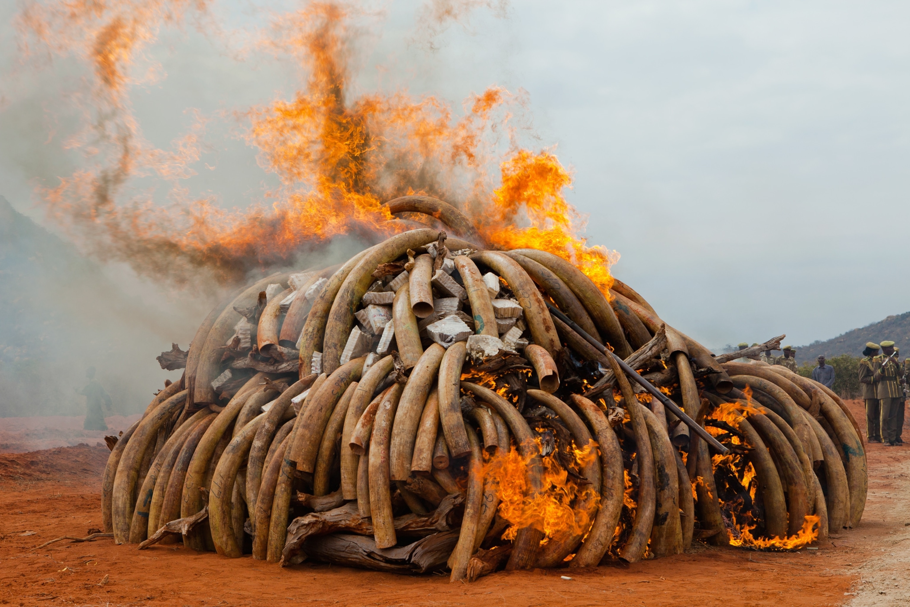Kenyan Wildlife Ranger Charles Chepkowny posing with an elephant tusk in the Tsavo East national park, Kenya.