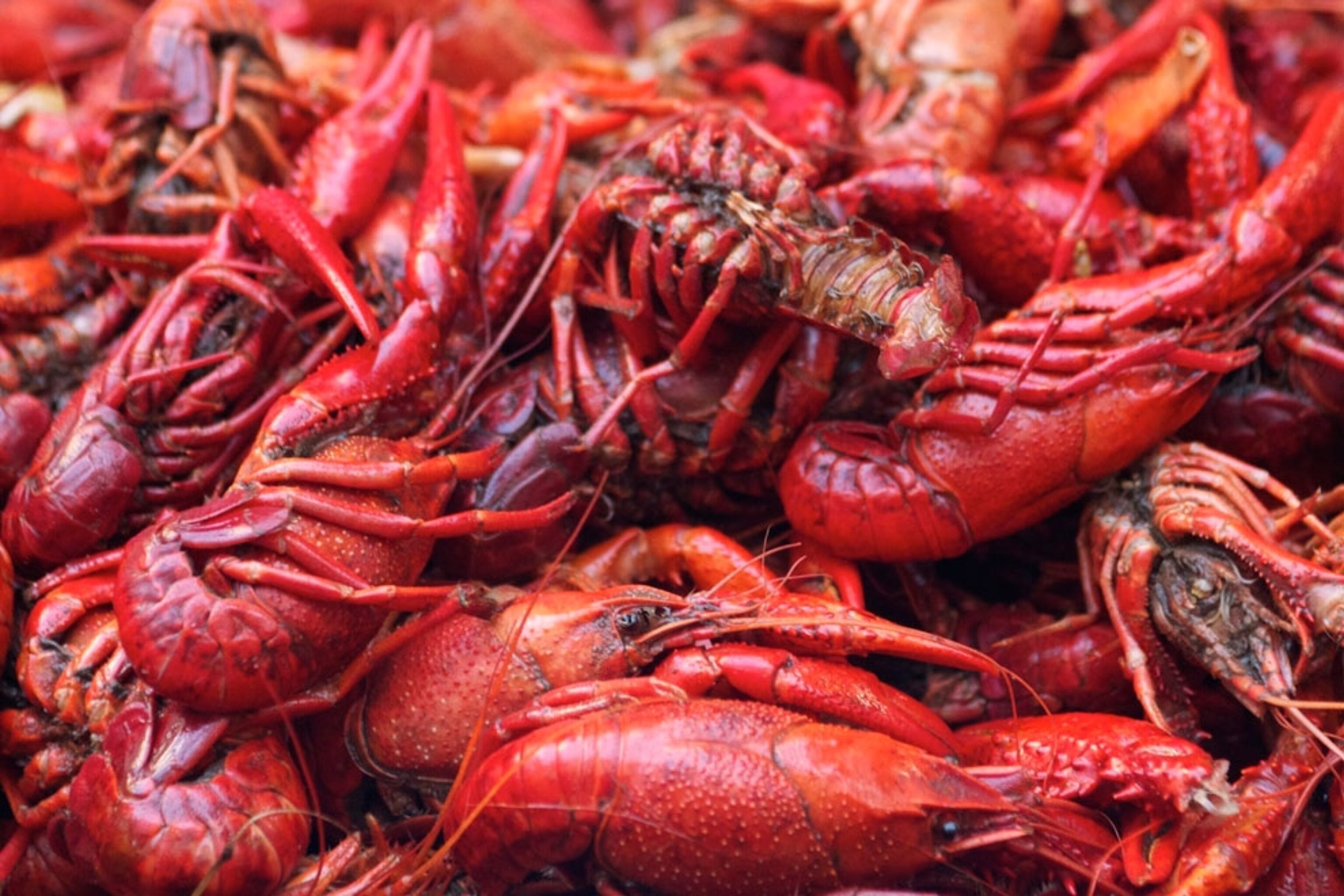 Crawfish Boil, New Orleans