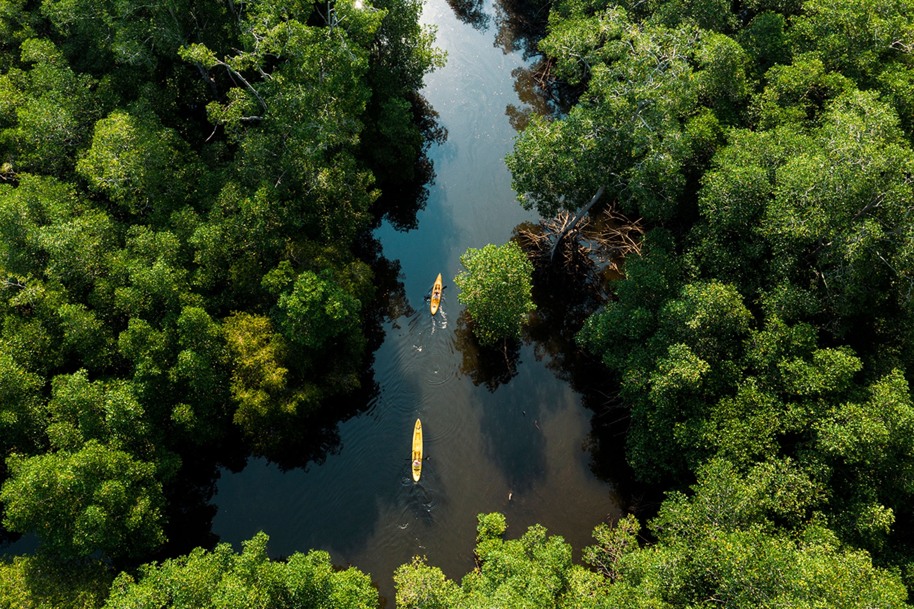 A bird's-eye view of kayakers paddling through the mangroves in Jiquilisco Bay, El Salvador.