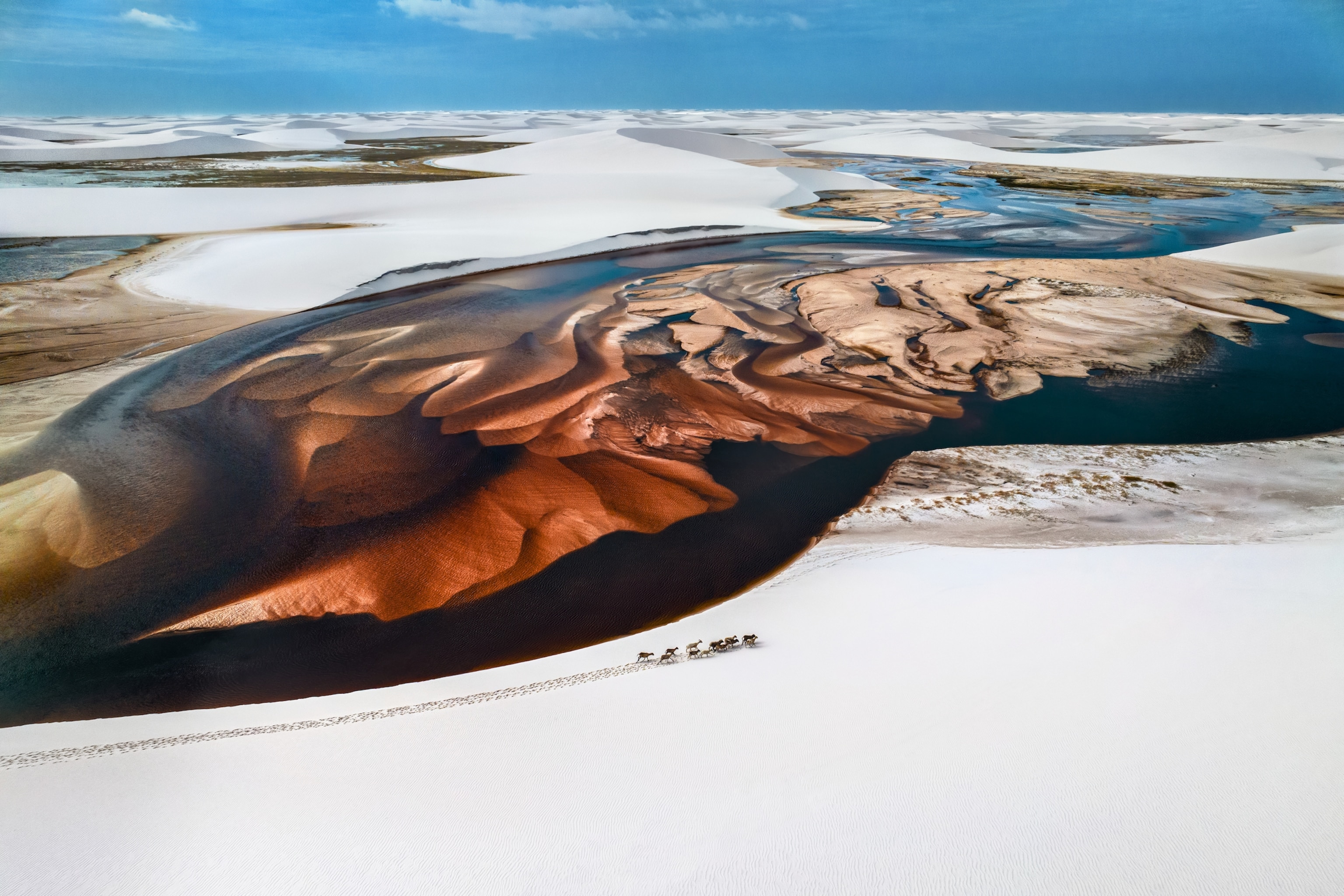 A herd of goats crosses sand dunes in Lençóis Maranhenses National Park, Brazil, a region famous for its seasonal lagoons and white sand landscapes.