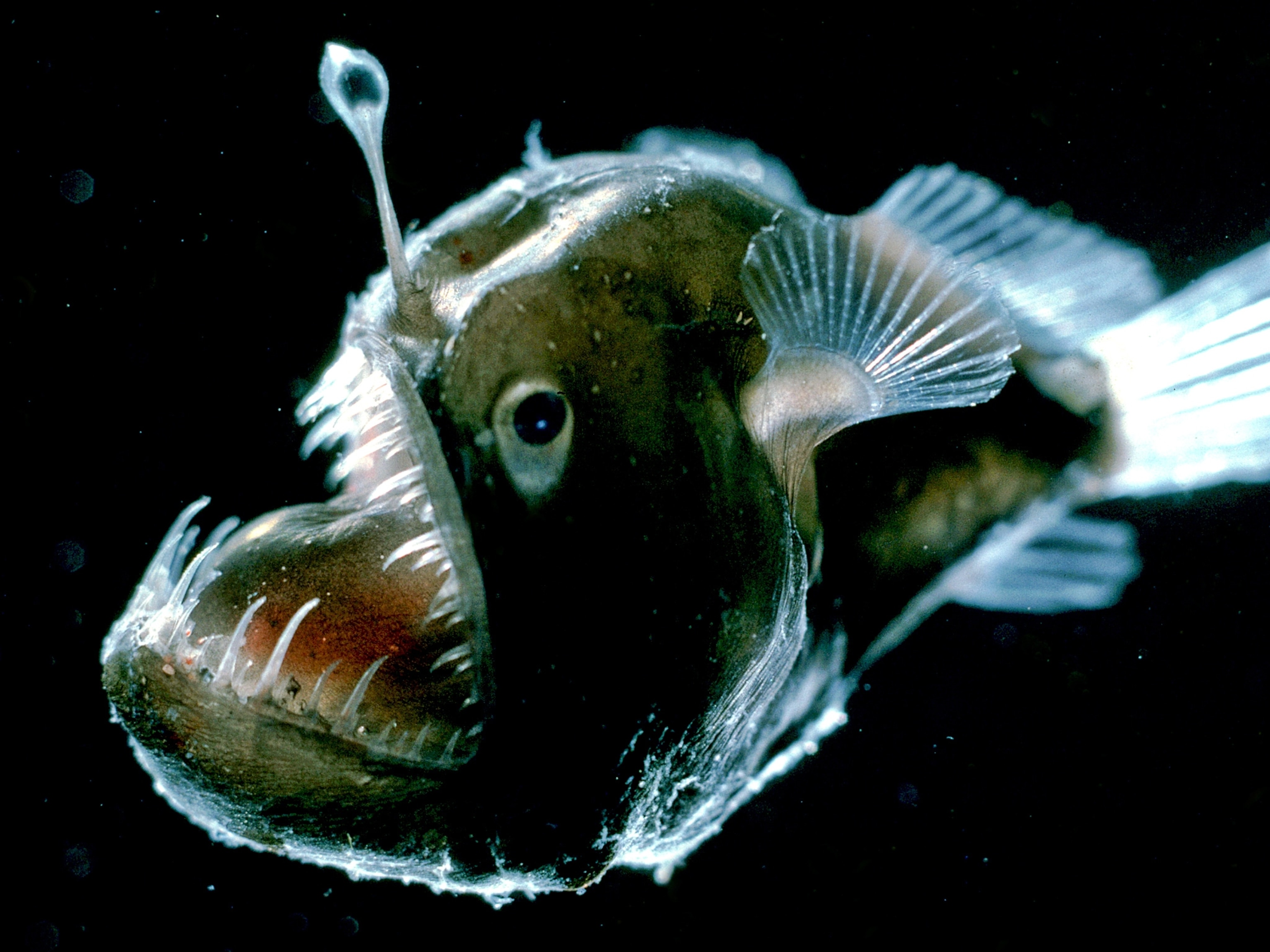 Pictures: Glowing Deep-Sea Creatures Found in Caribbean