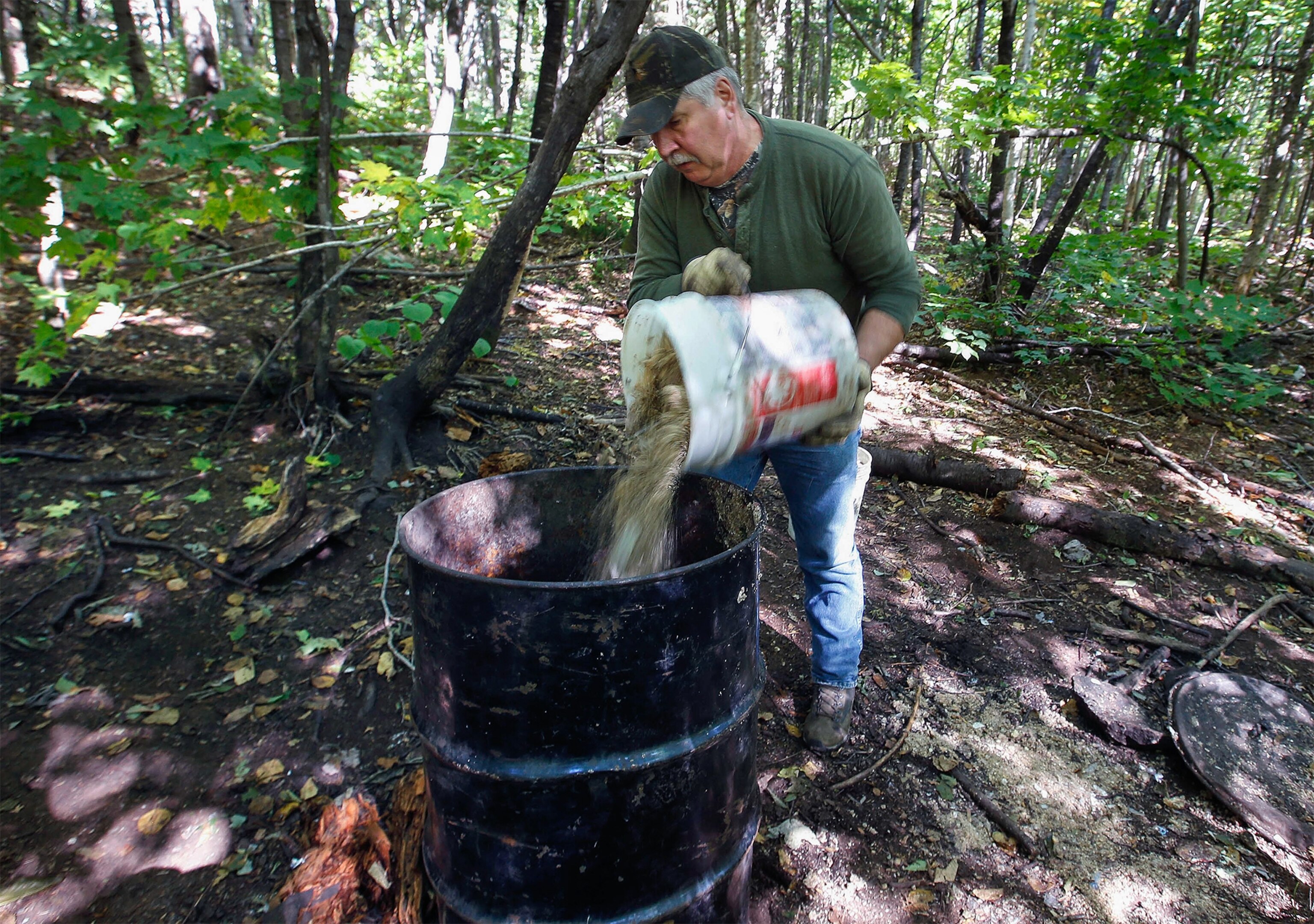 After Vote, Baiting Bears With Doughnuts Poised to Stay Legal in Maine