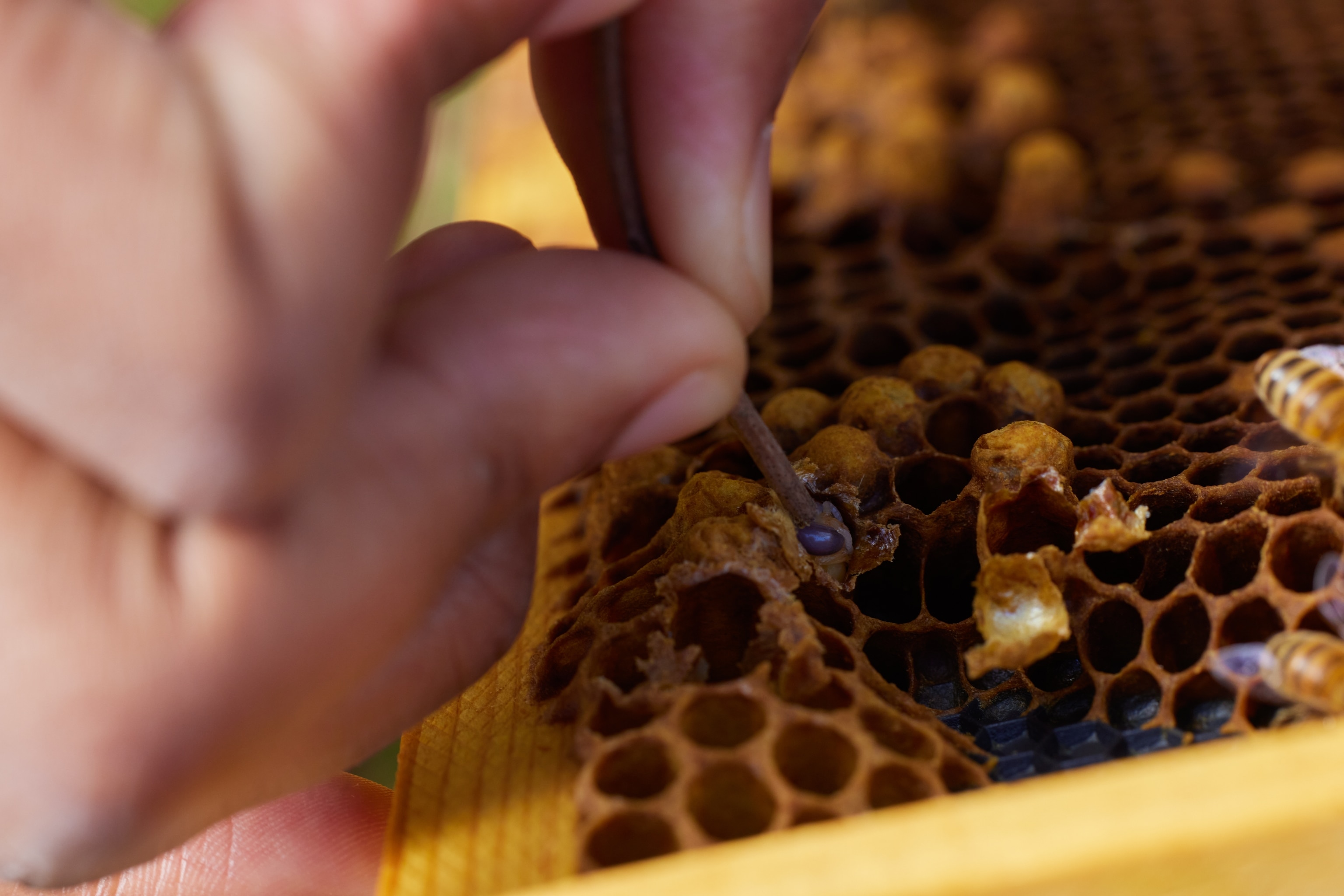 Hands over a bee honeycomb