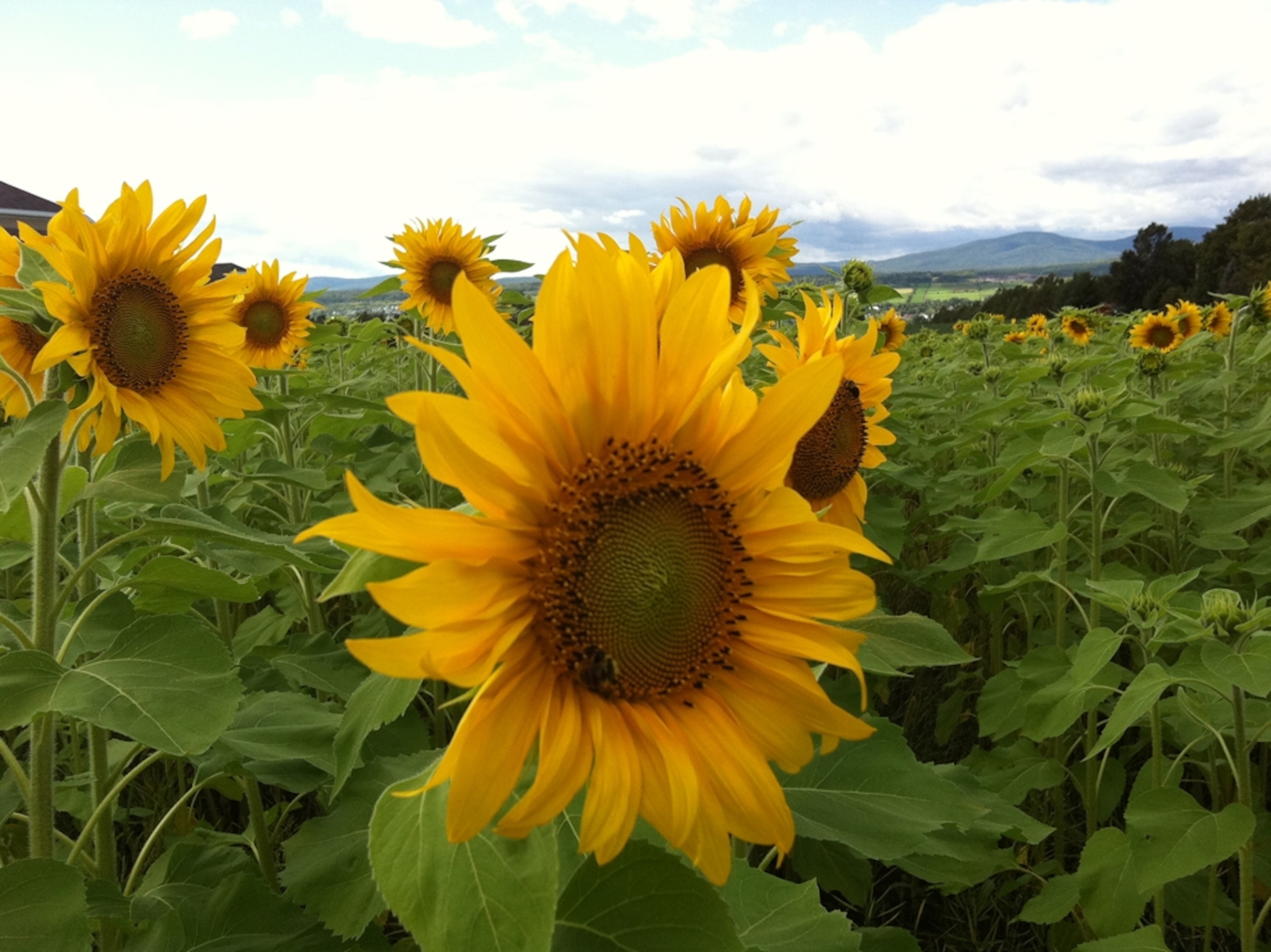 sunflowers in field, Quebec