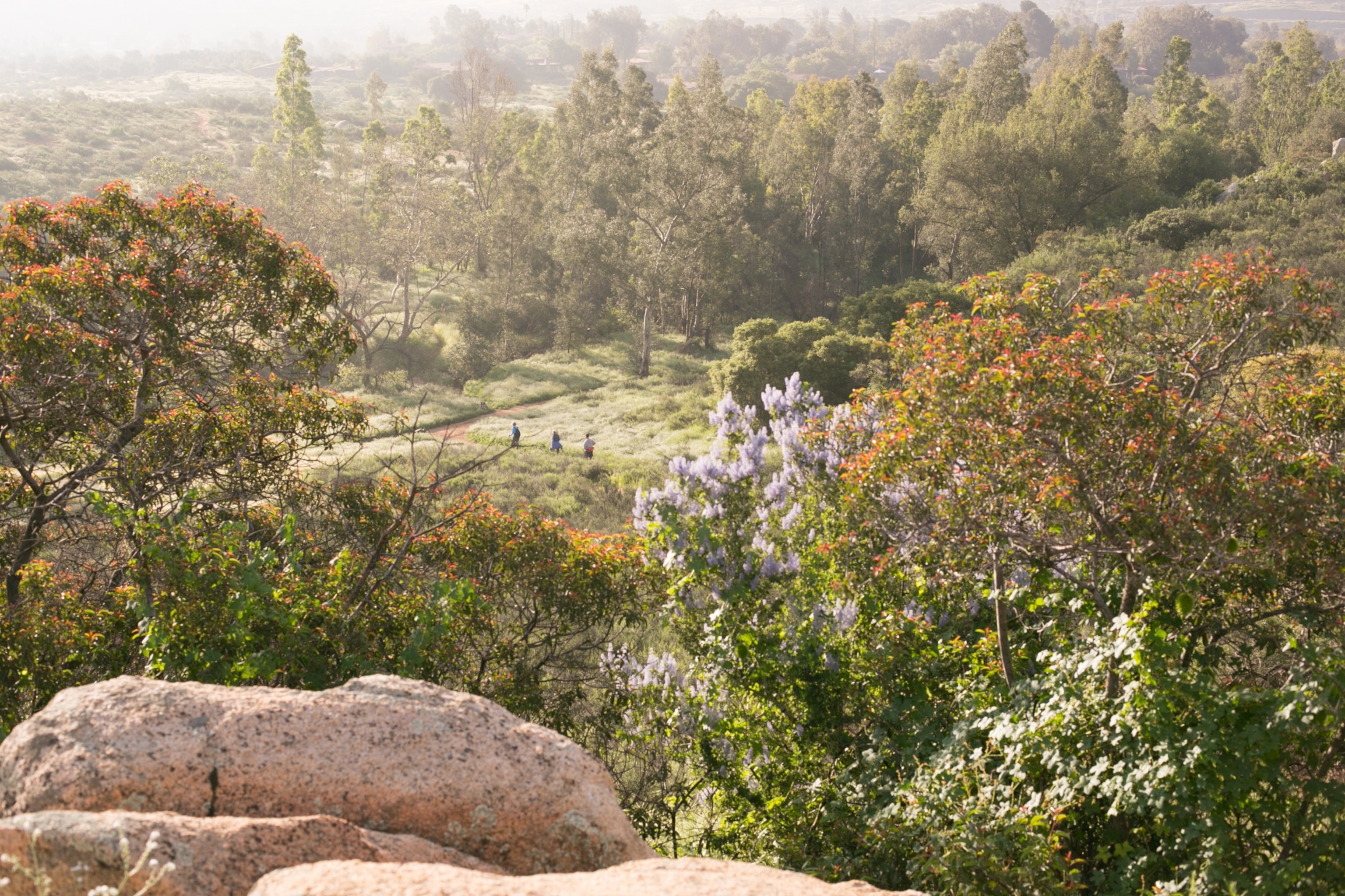 Three people are seen in the distance through green, flowery, Spring foliage.