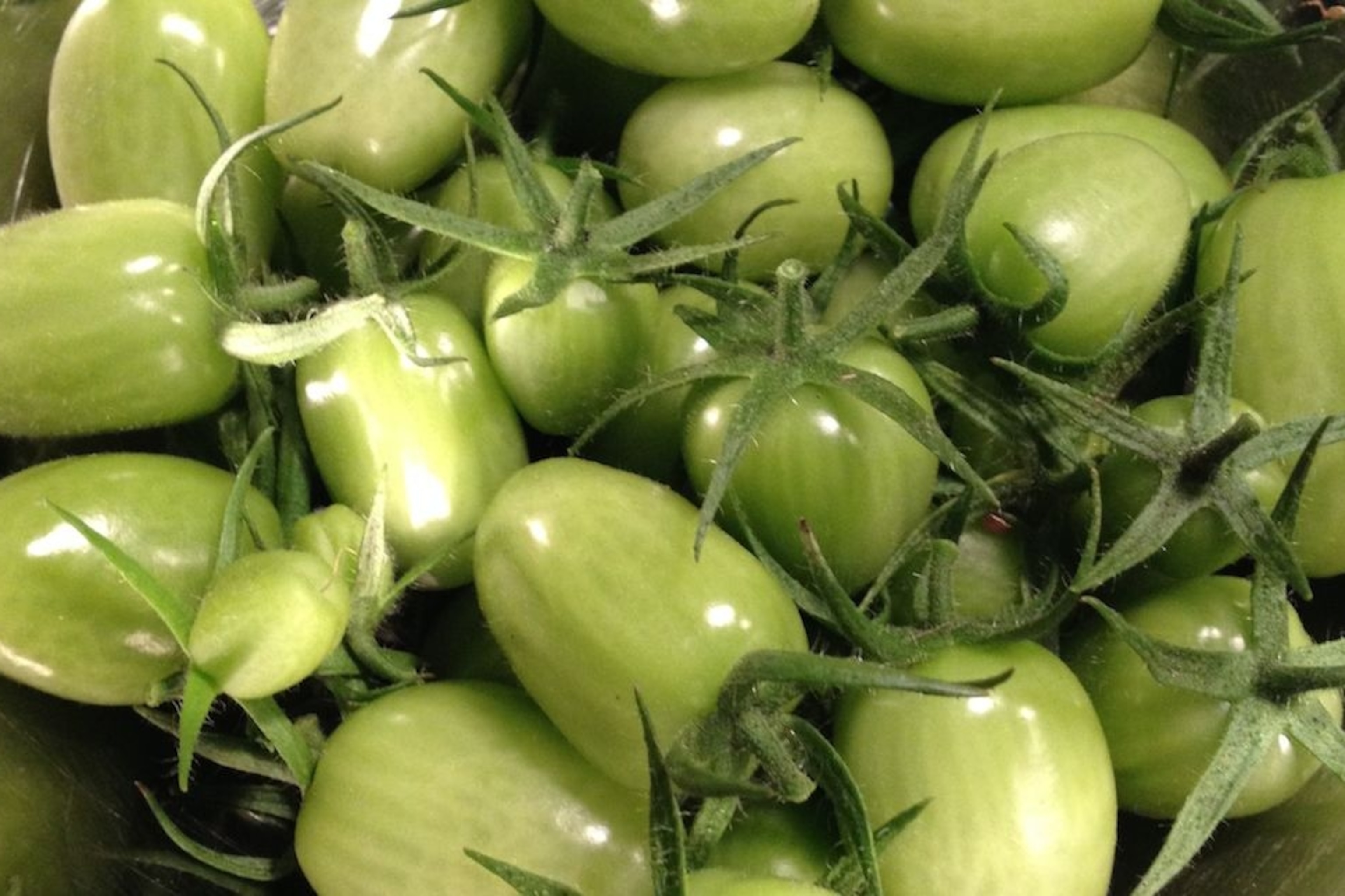 Volunteer Tomatoes Chutney and an Echo of History