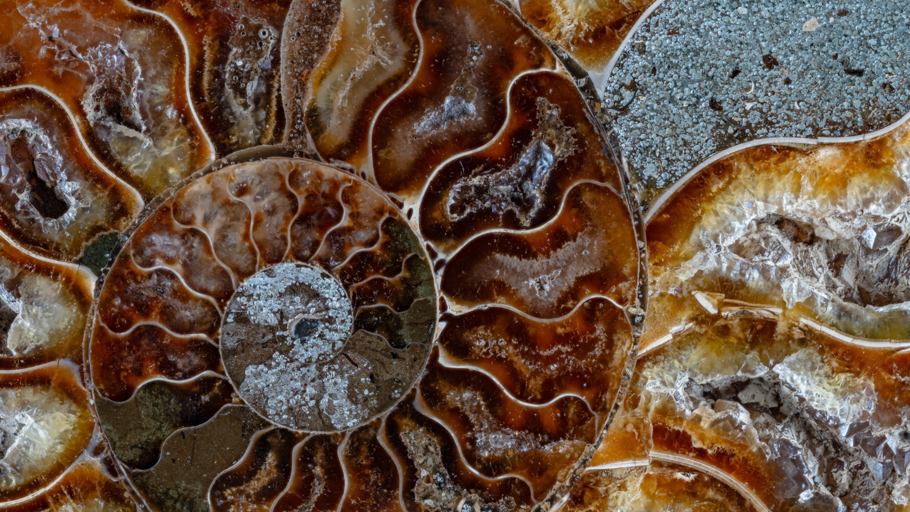 In praise of nature's spinning, spiraling patterns