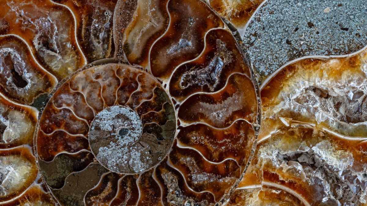 Photographer Jon McCormack captures nature's spinning, spiraling ...