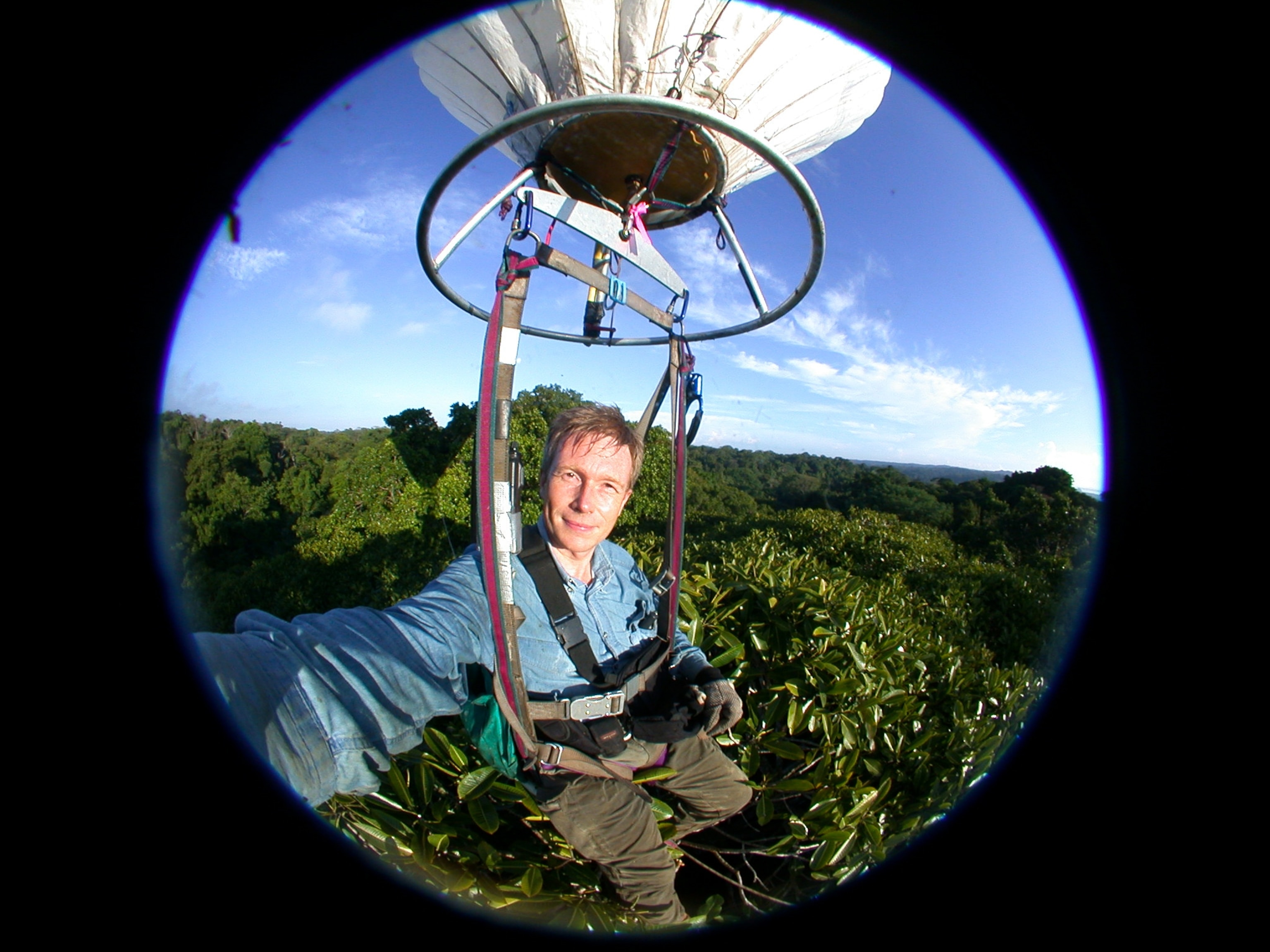Panama insect picture: a scientist among treetops