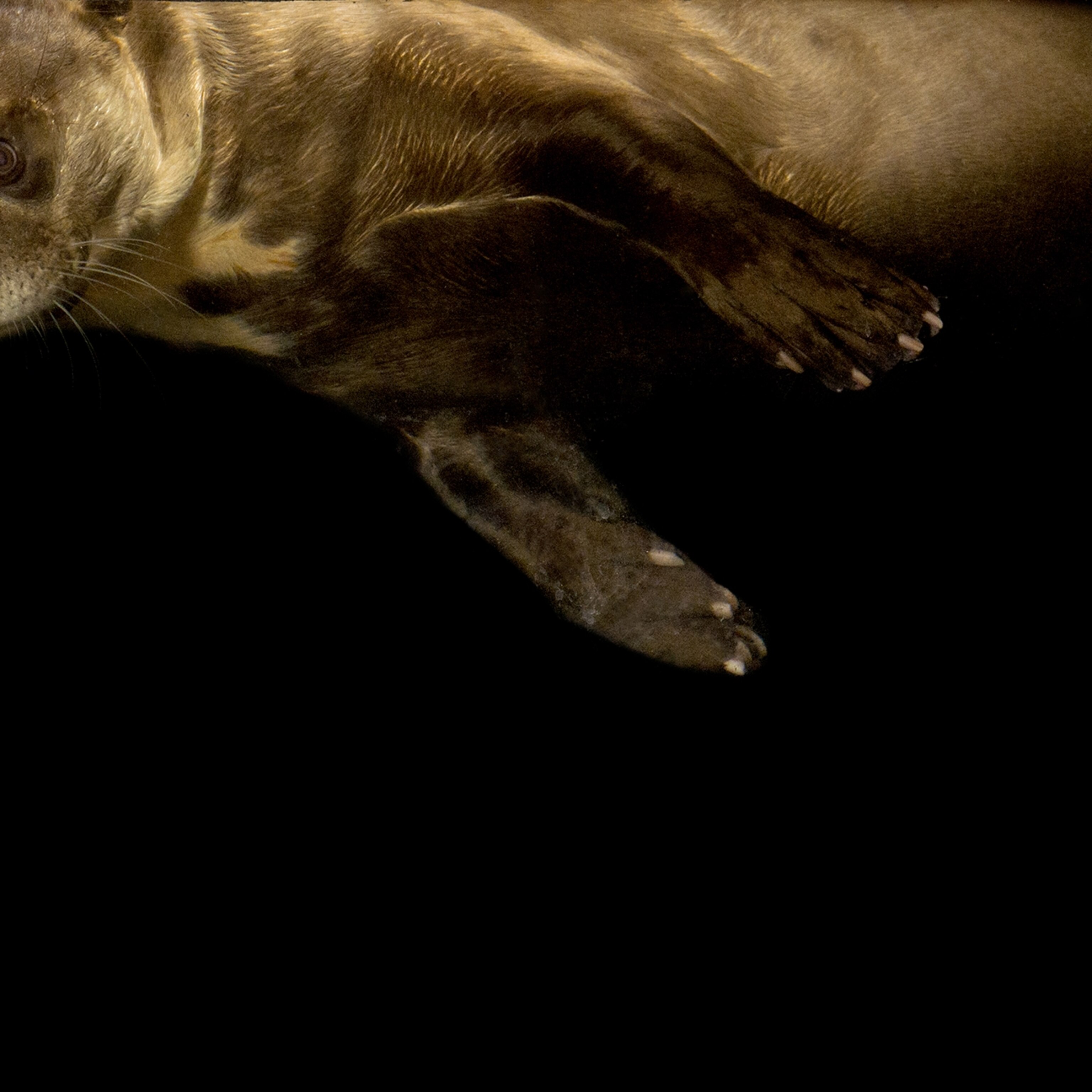 Giant Otter National Geographic