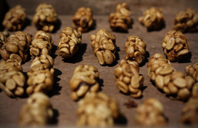 civet dung during production of kopi luwak coffee.