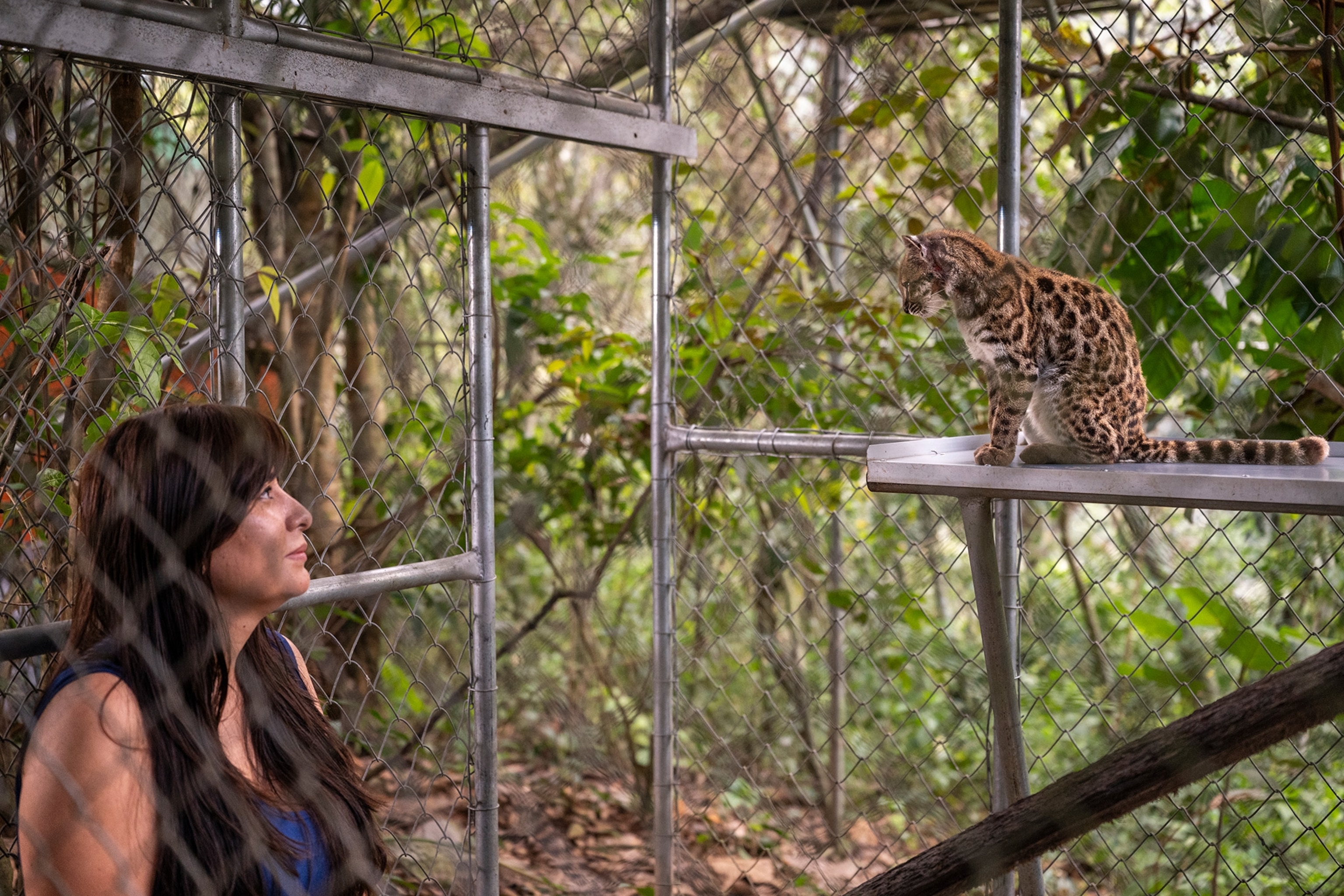 An explorer stands inside a cave with a newly discovered cat species